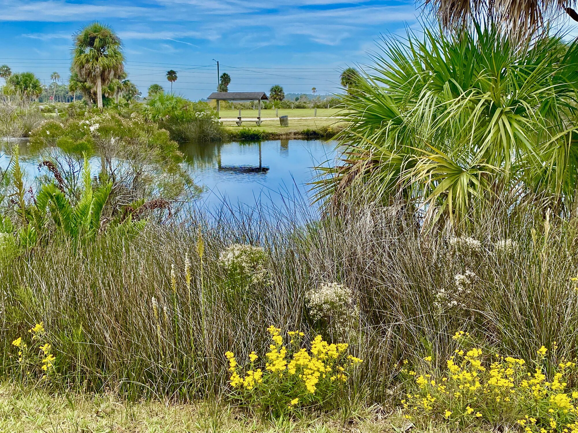 View across Aripeka coastal marsh