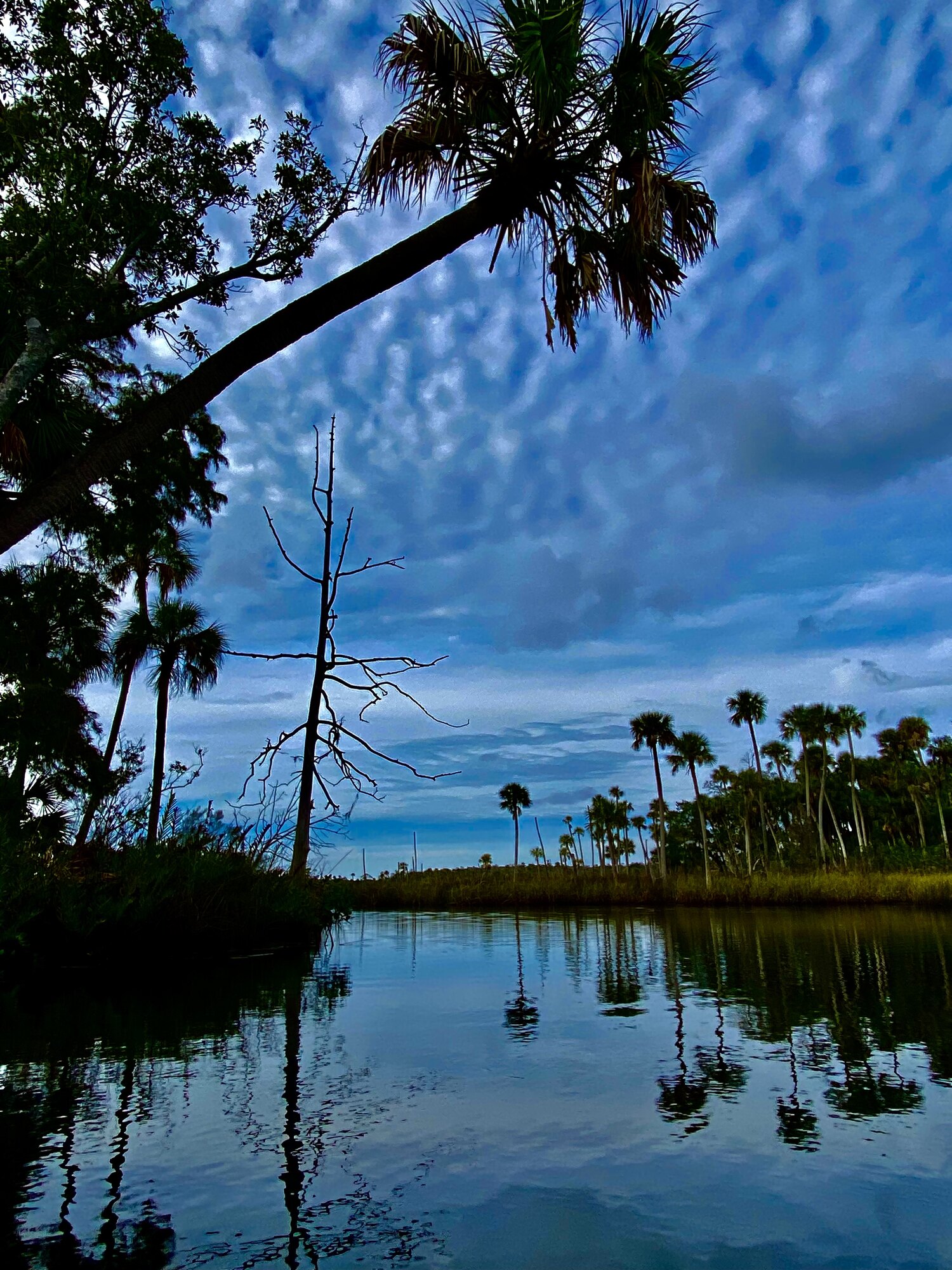 Mossy oak silhouetted above still water