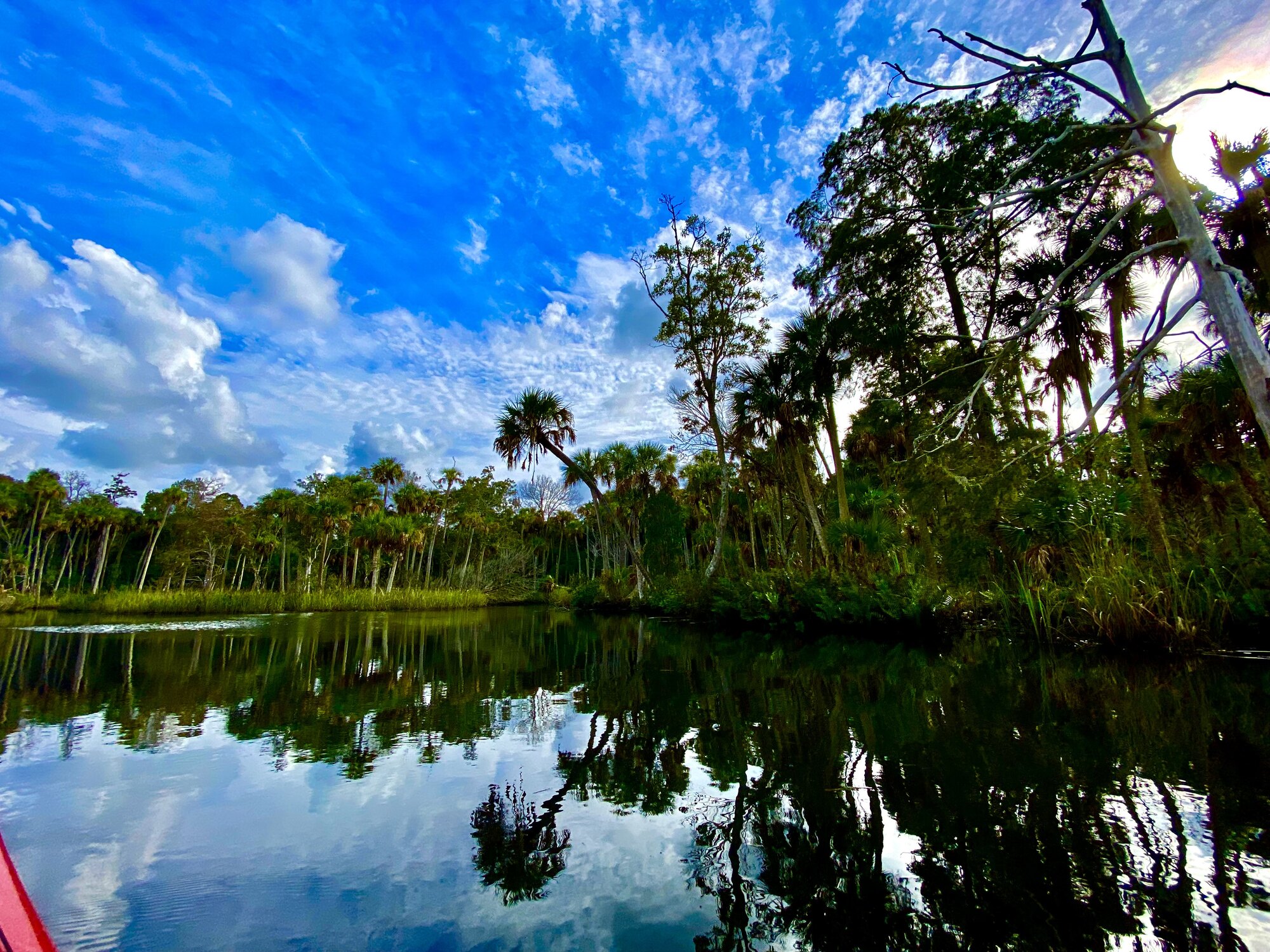Oak and palm hammock reflected in creek