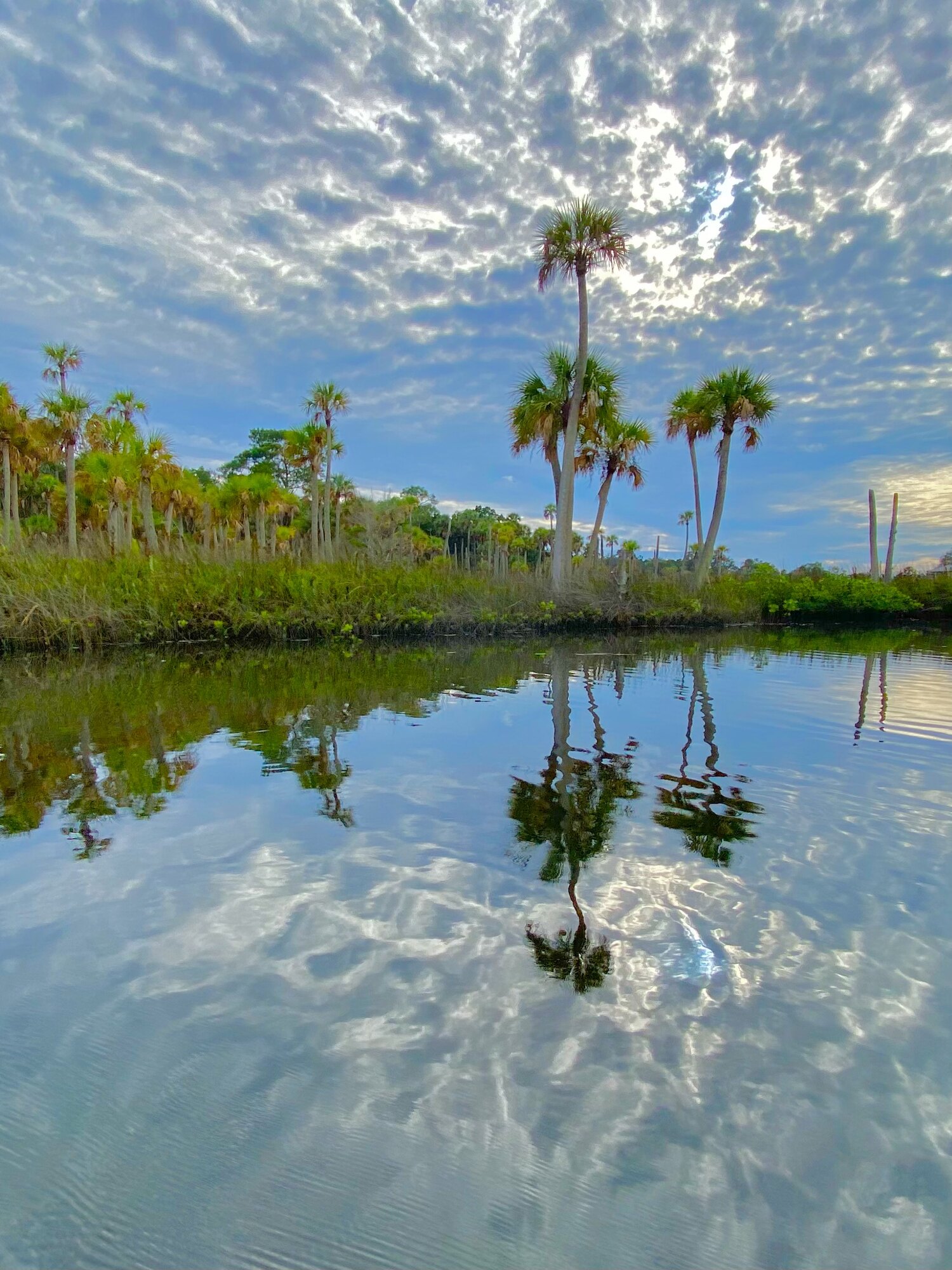 Palm island reflected in calm water