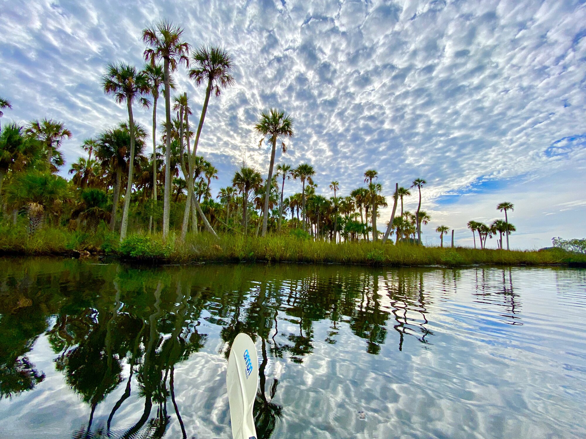 Small ripples beneath a palm hammock