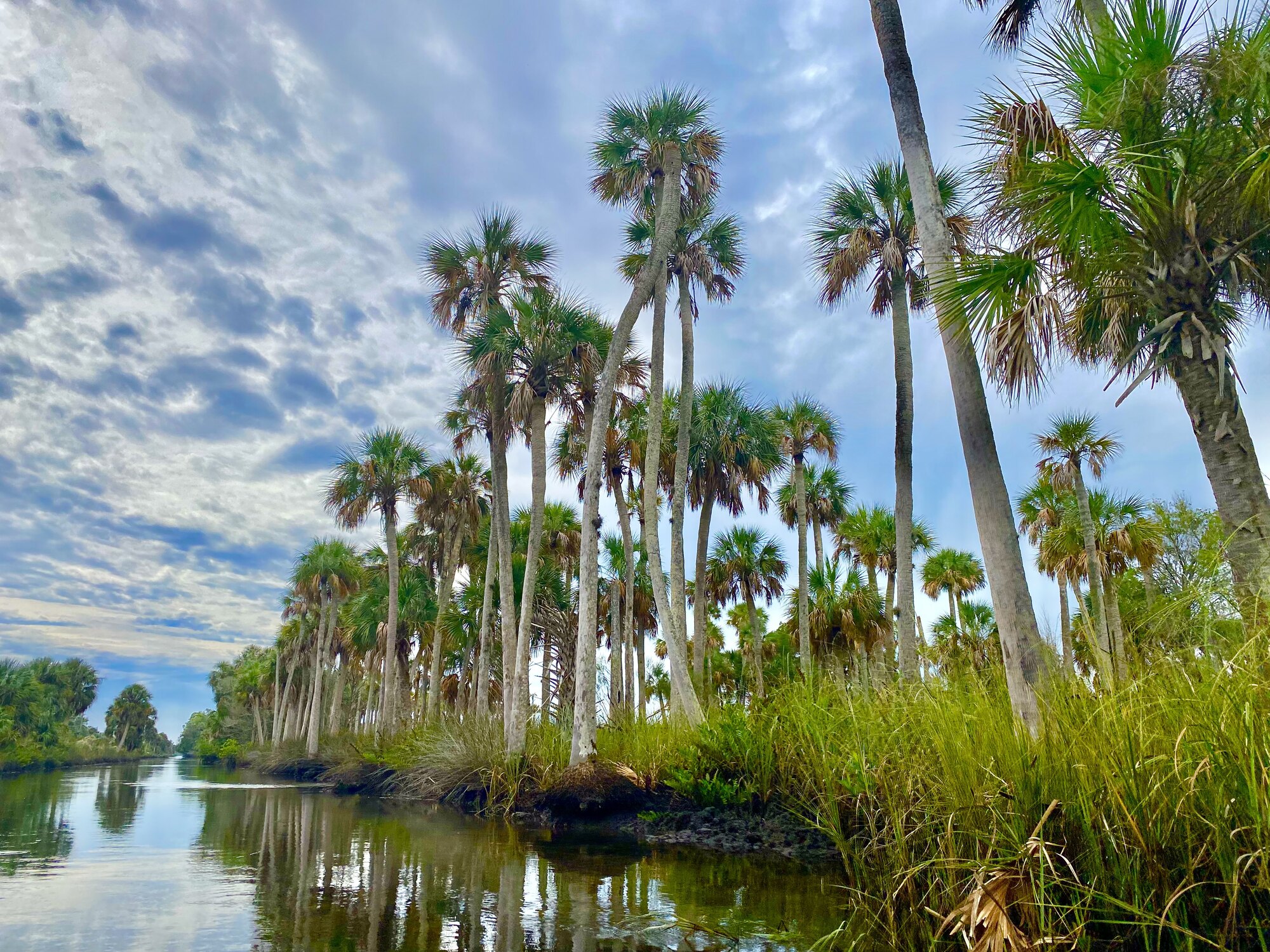 Sabal palms reflected in still water
