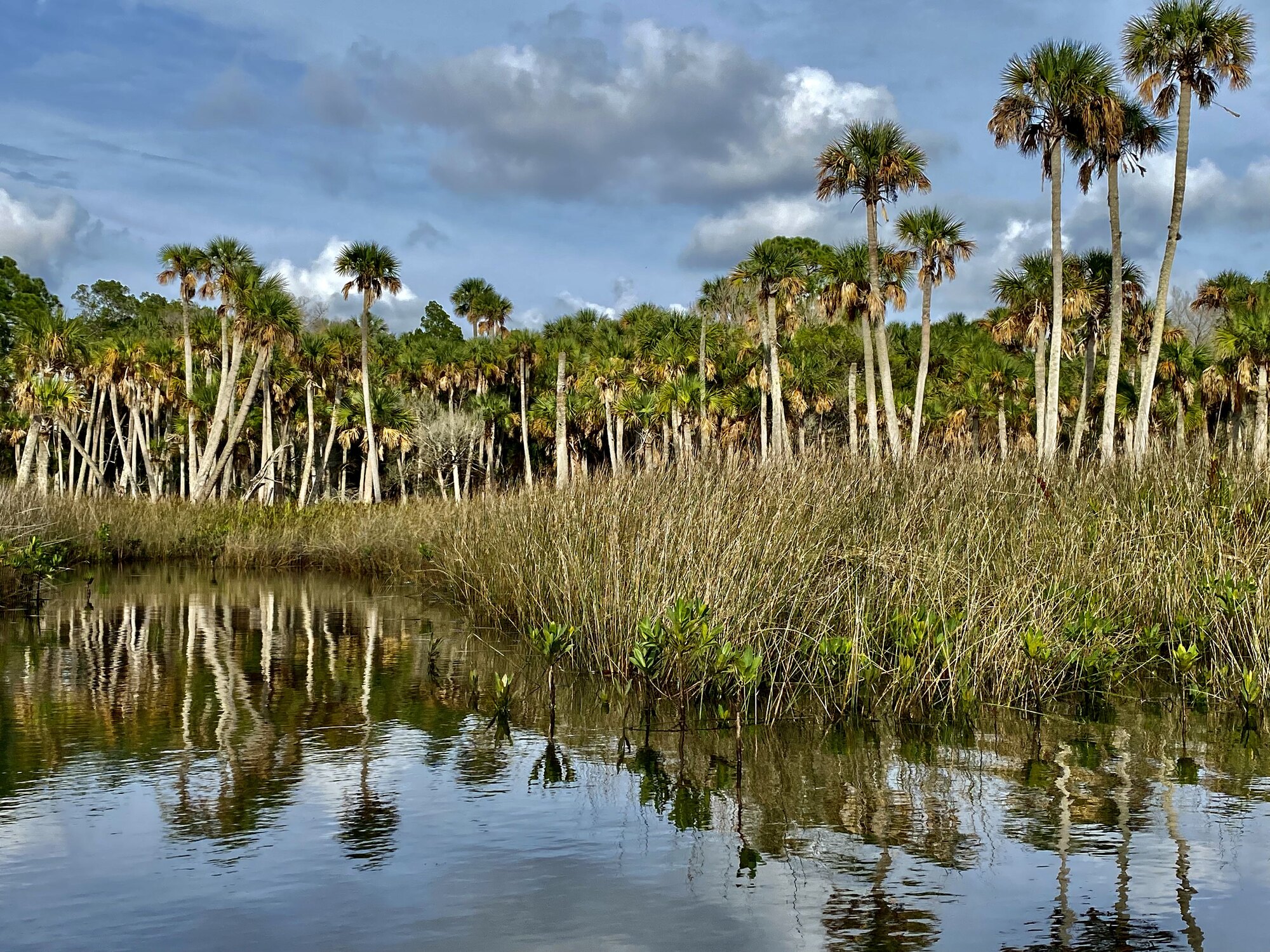 Sabal palms standing above Jenkins Creek salt marsh