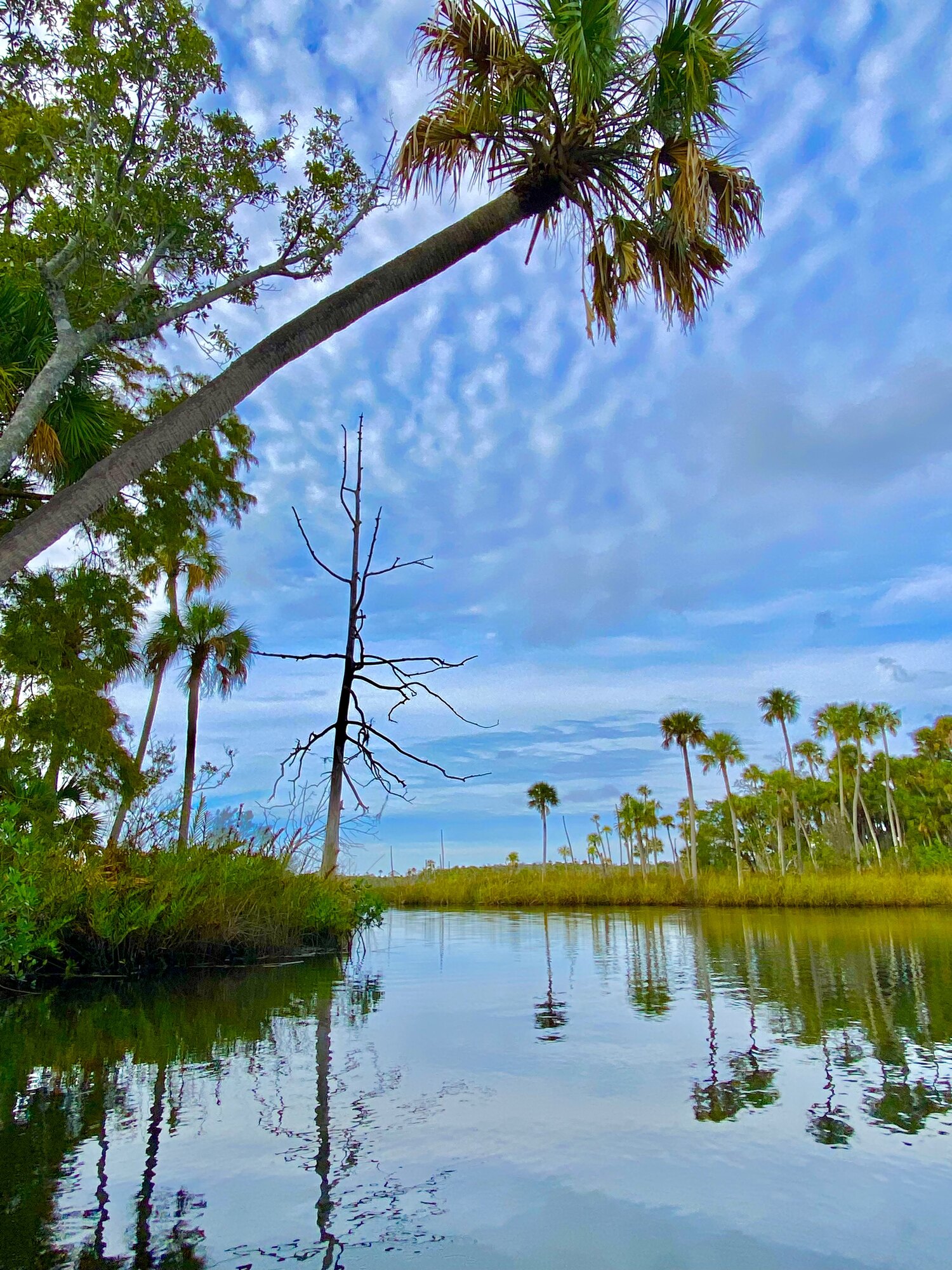 Still water beneath palms and blue sky