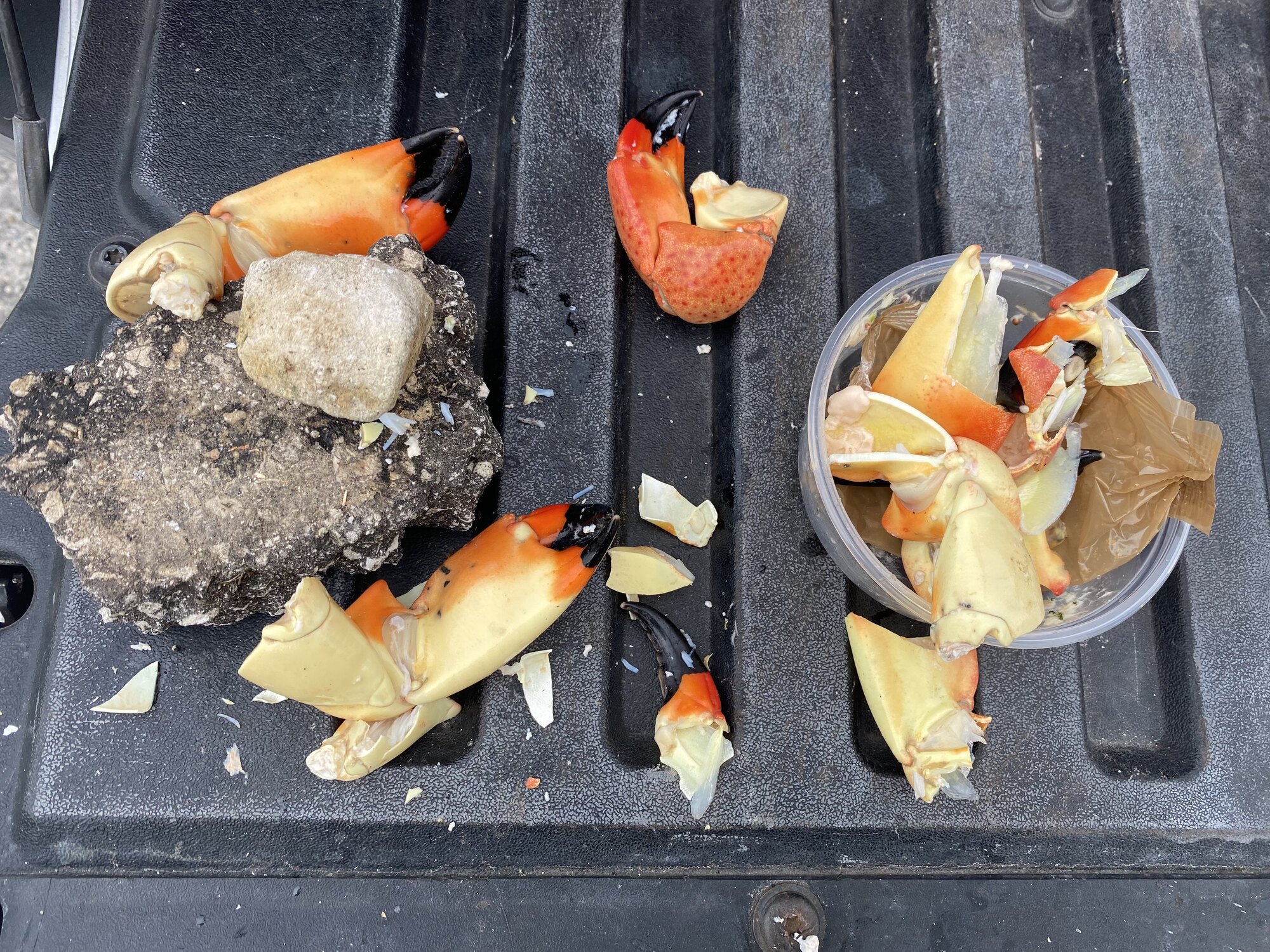 Fresh stone crab claws cracked open after the paddle