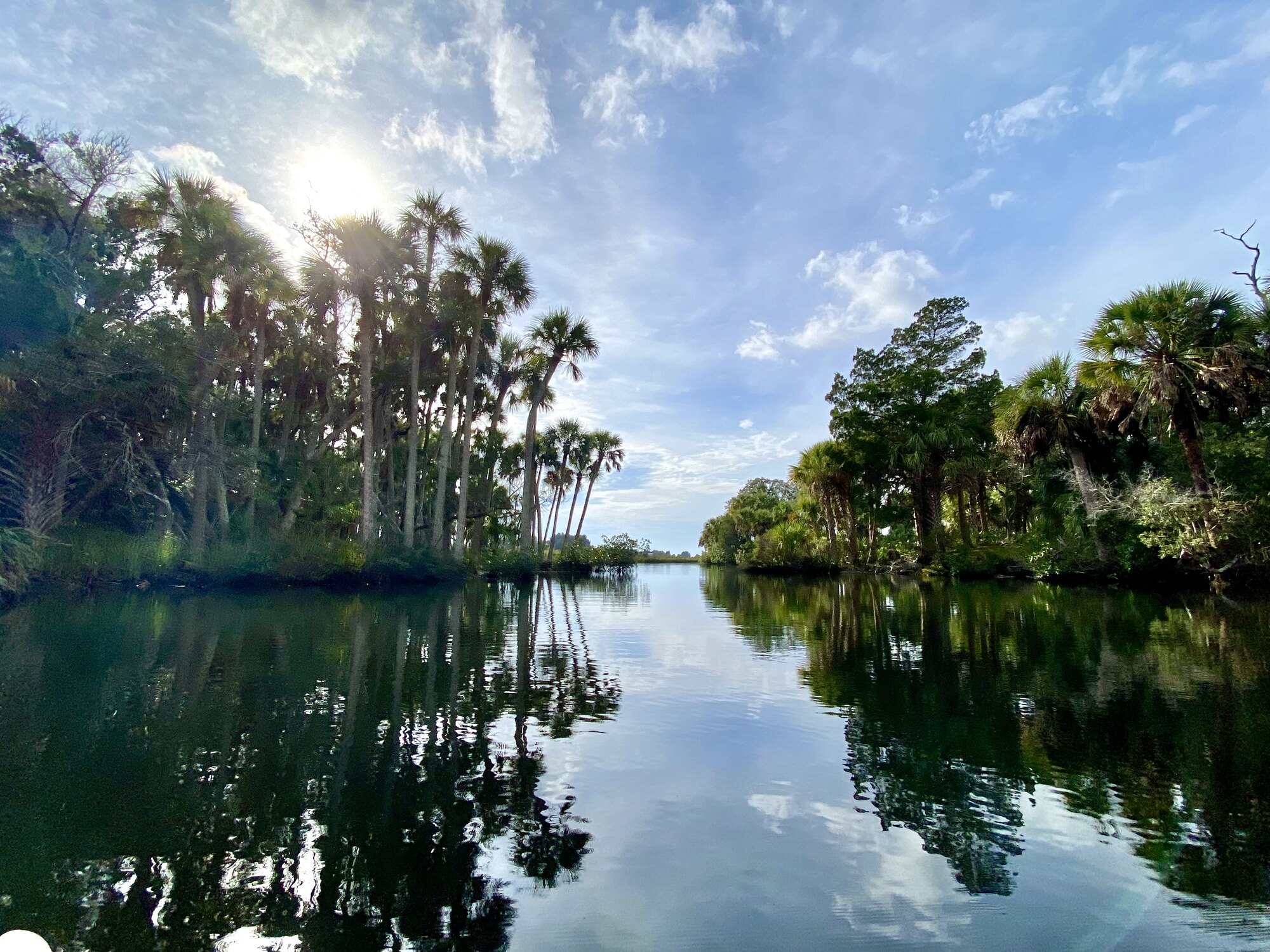Sunlit palms mirrored in a quiet creek