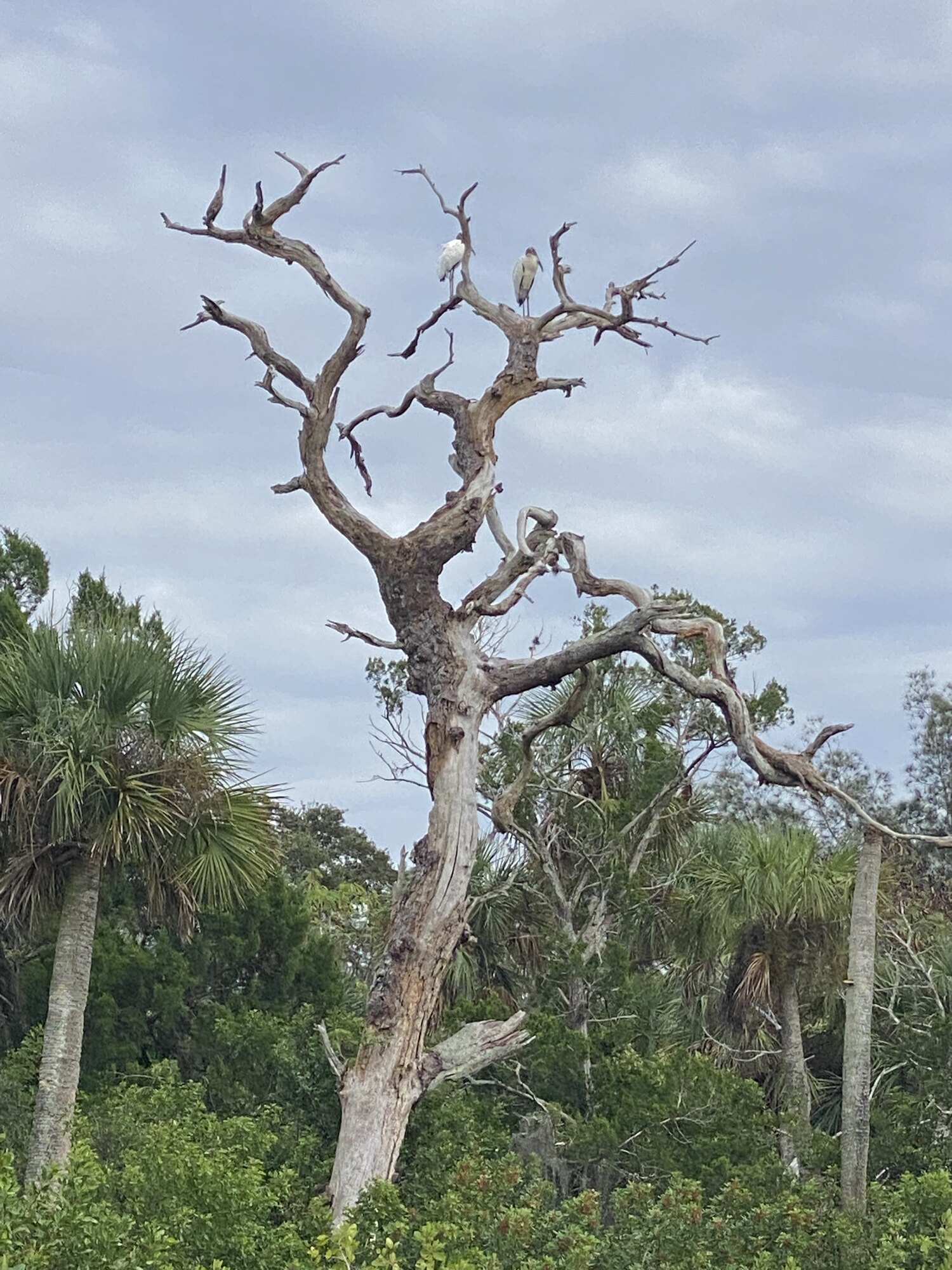 Weathered oak tree on Aripeka shoreline
