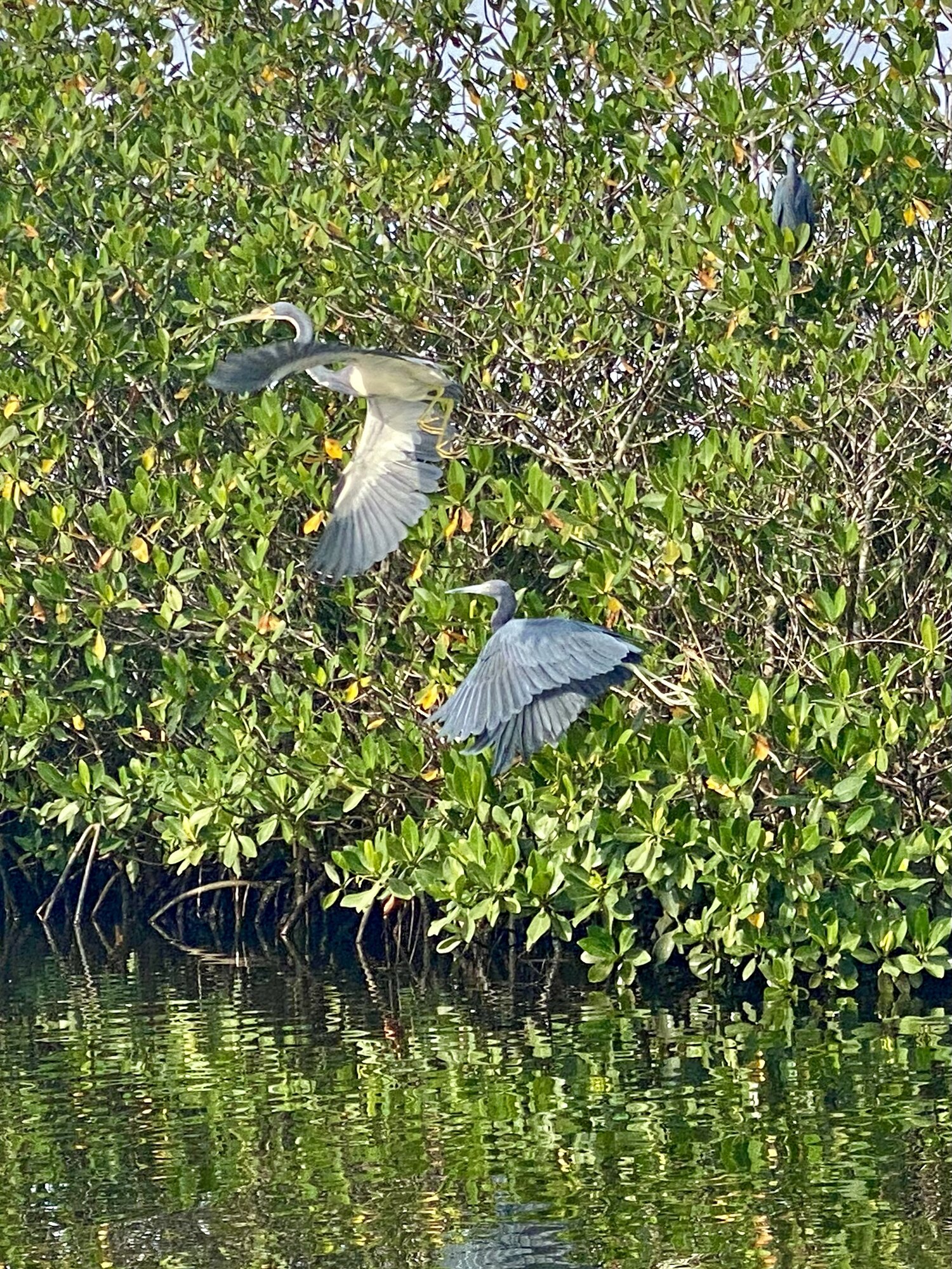 White heron perched among mangroves
