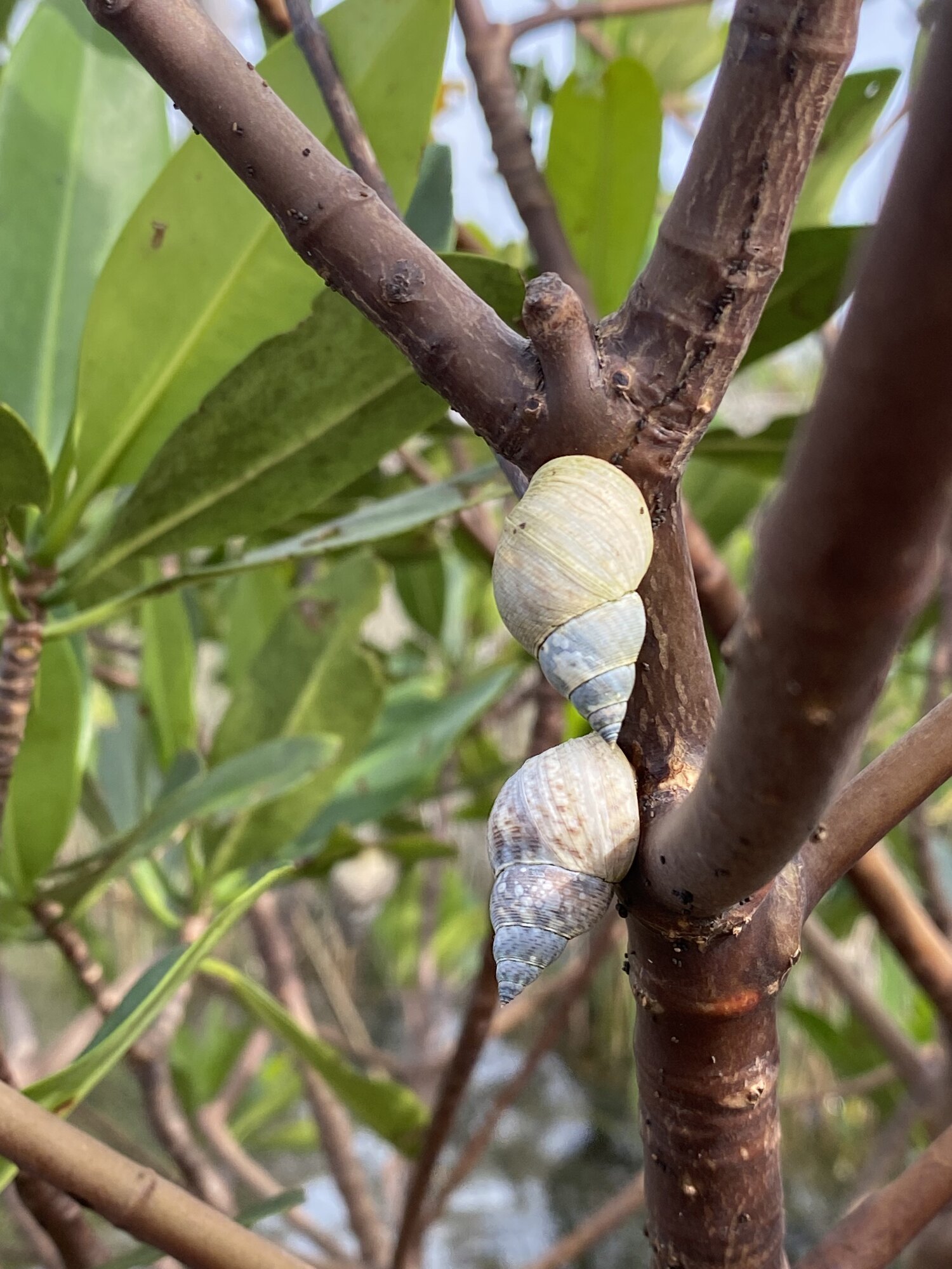 Clusters of pale fruit on a coastal plant