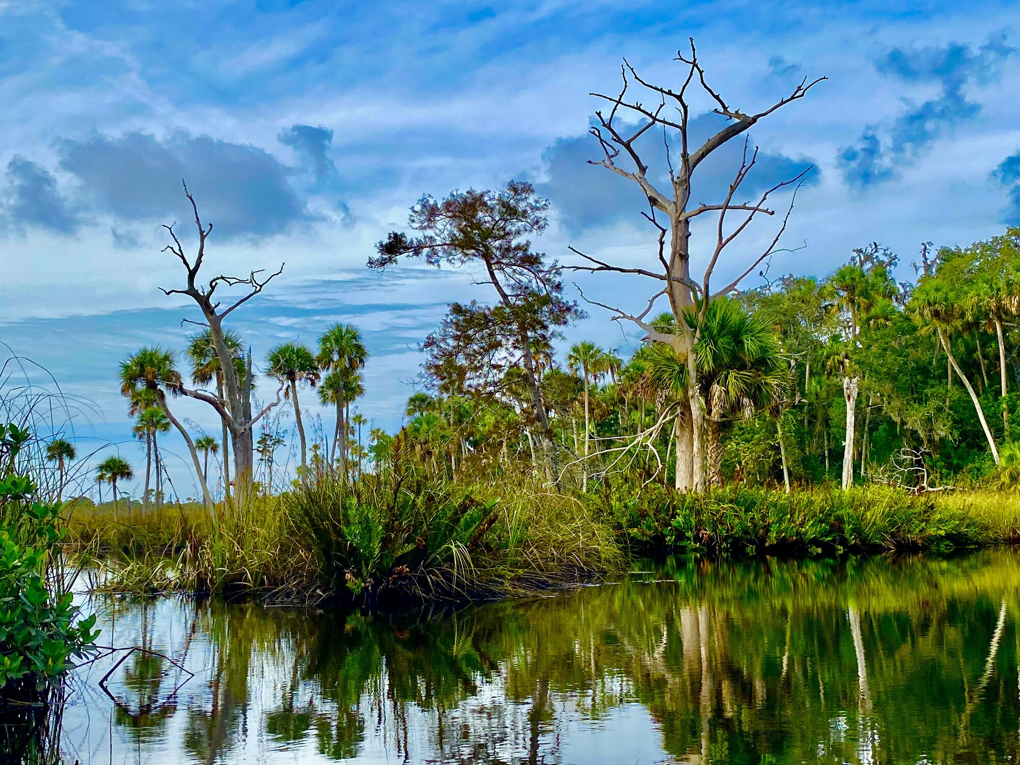 Wild coastal hammock with palms and snags