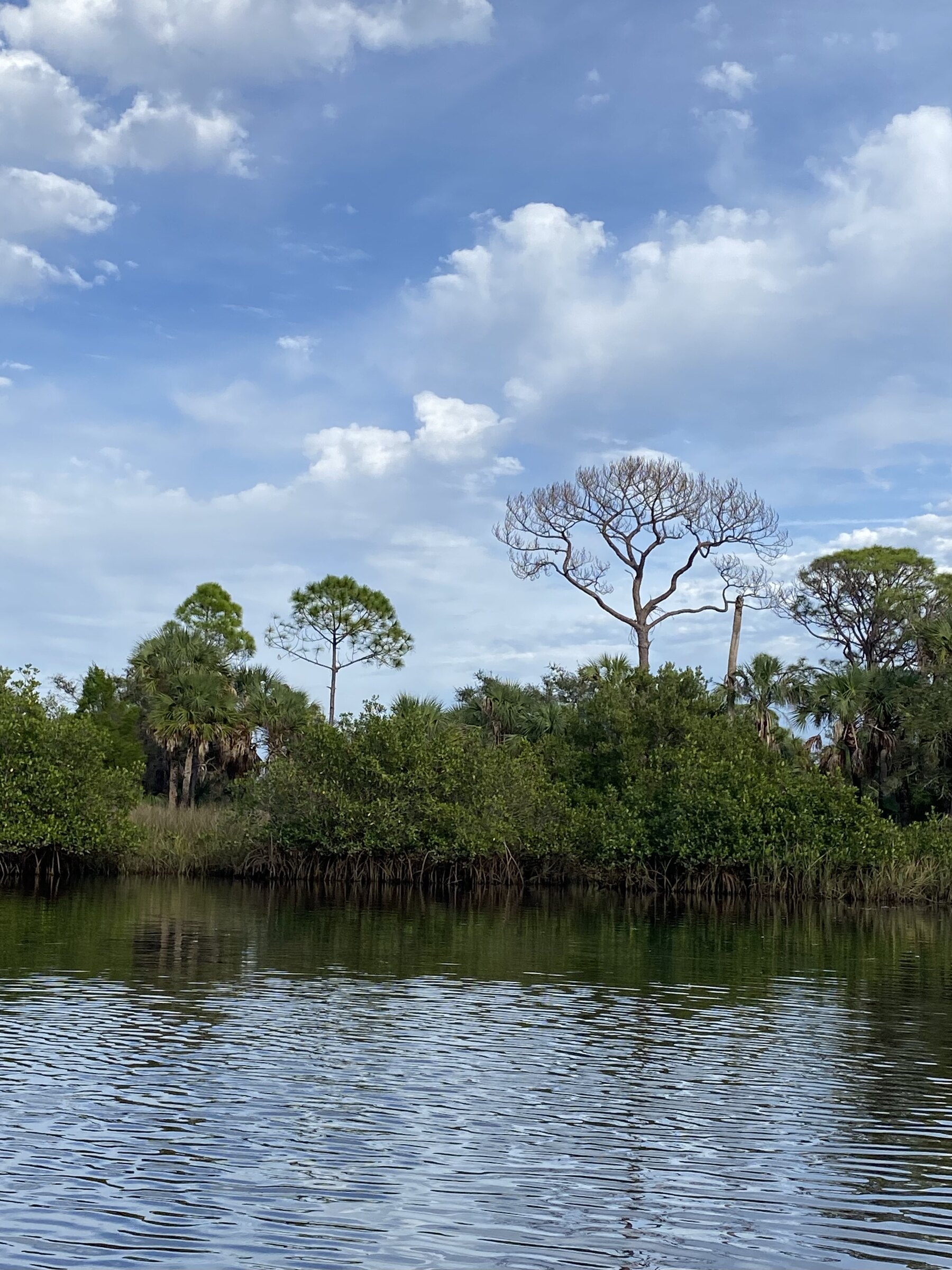 Palm hammock along the water