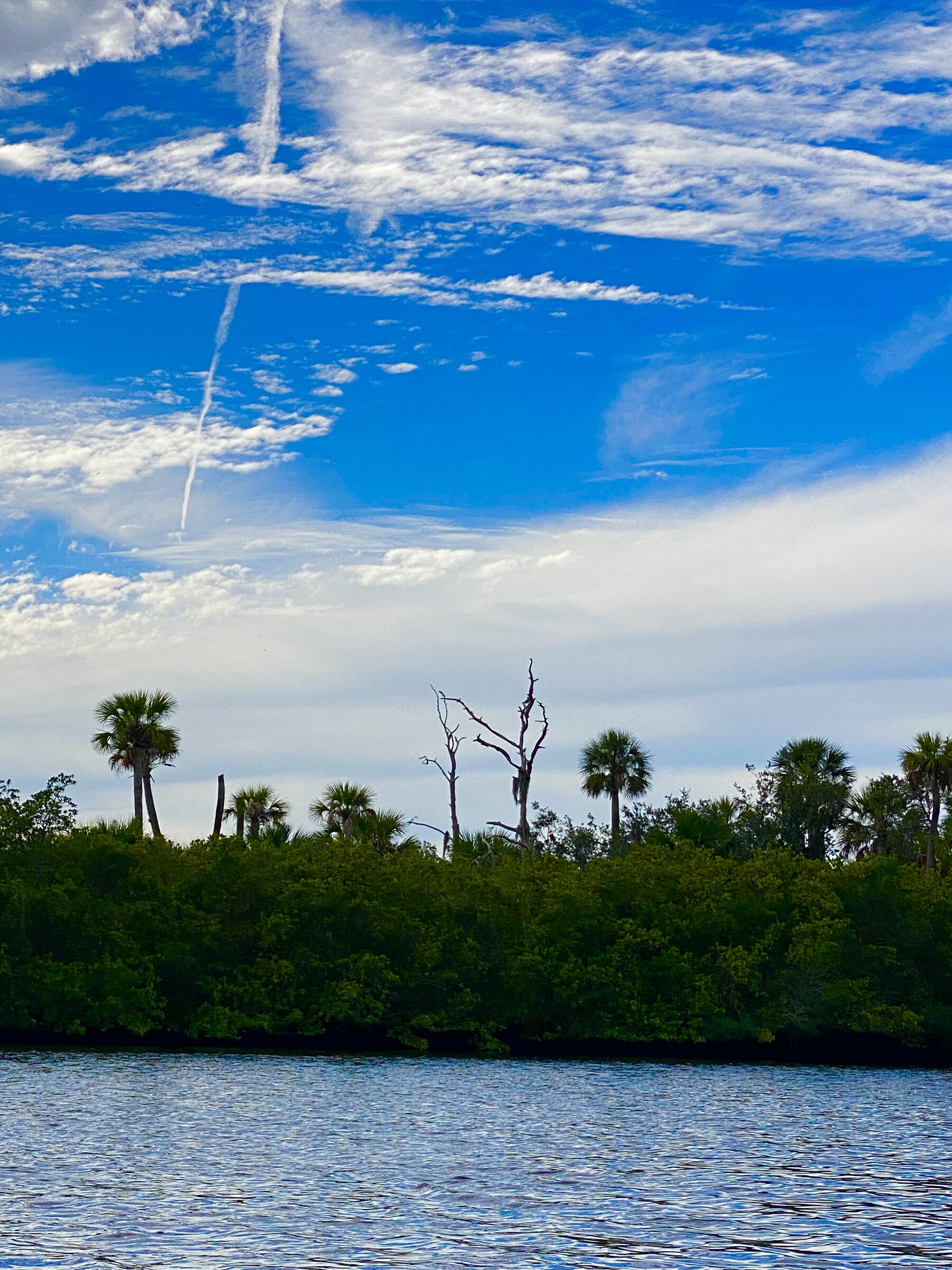 Cabbage palms beyond the coastal marsh