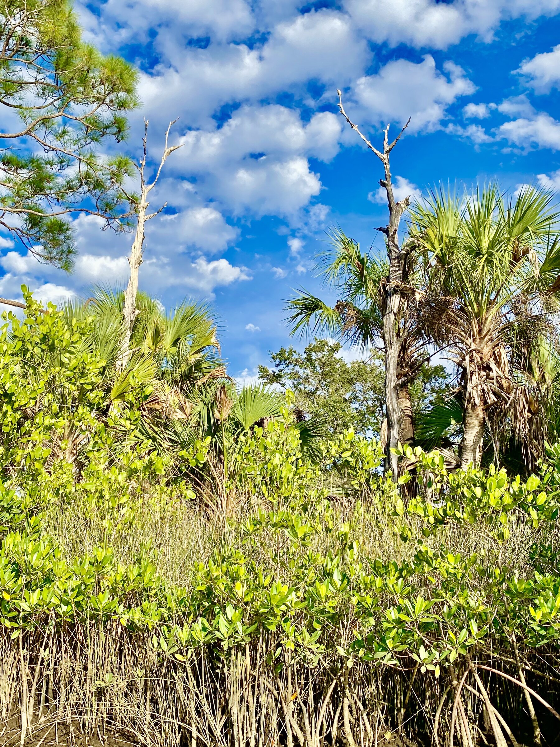 Sabal palms beneath bright clouds
