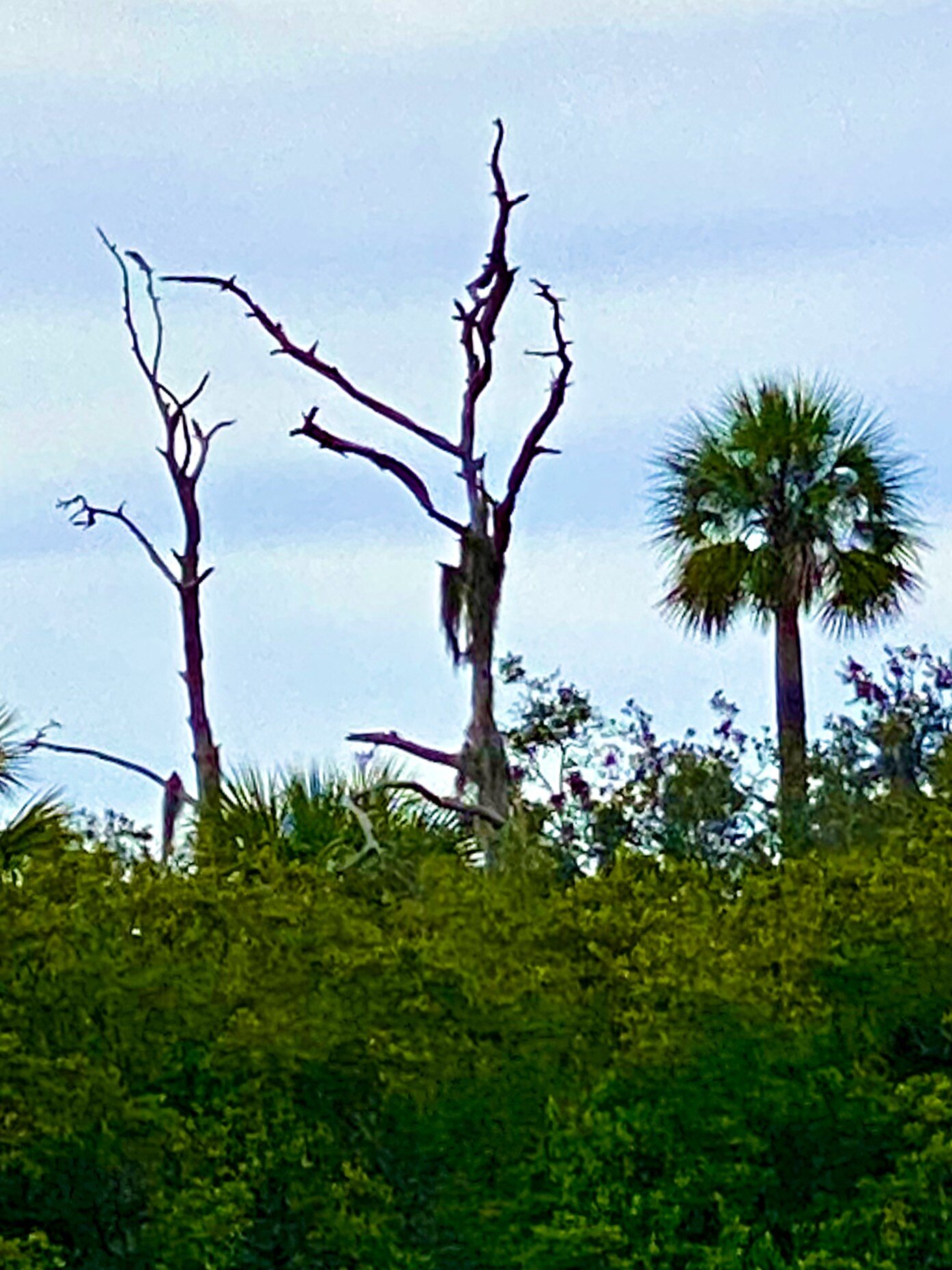 Weathered tree among palms at the marsh edge