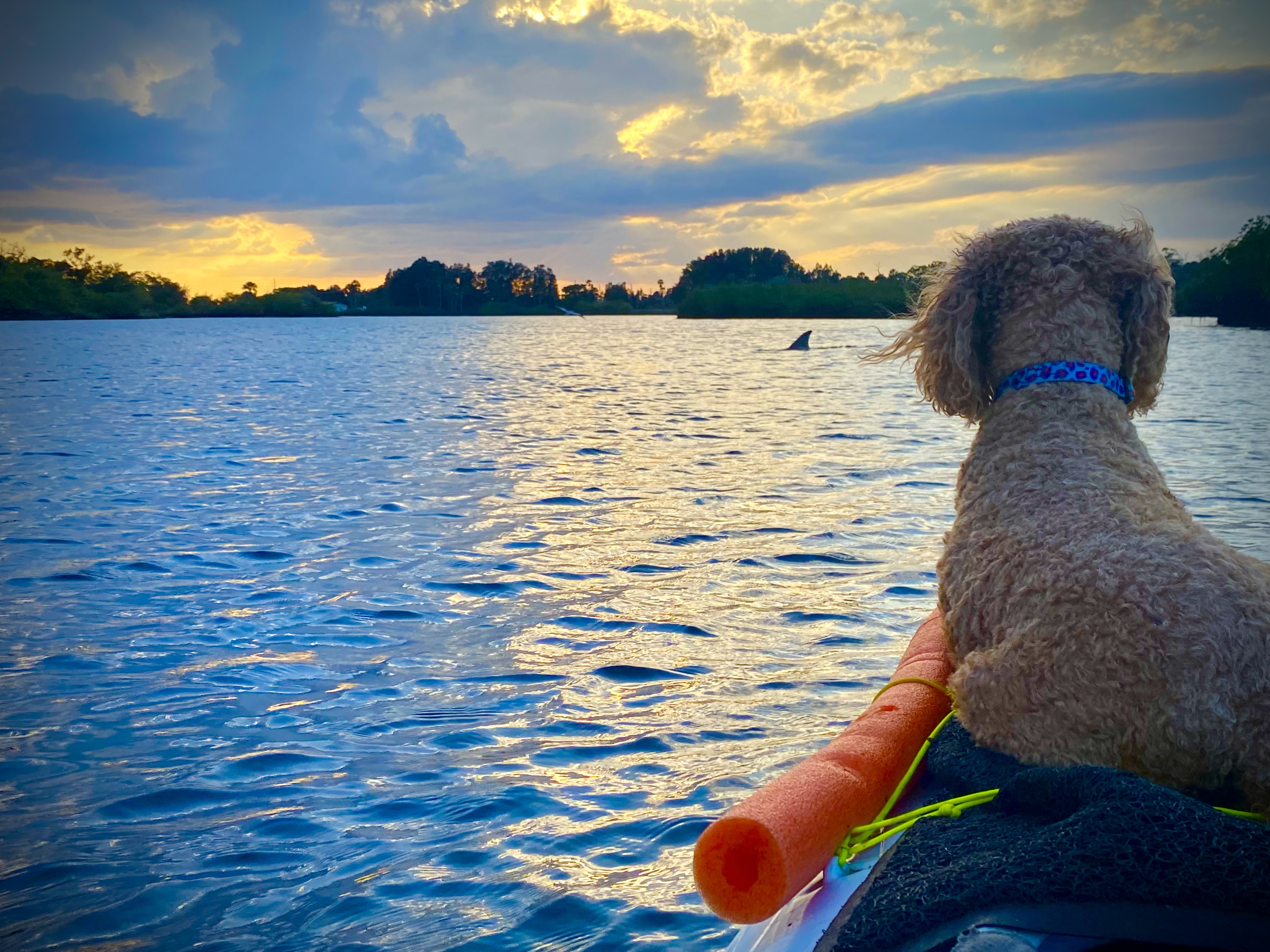 Buddyboy watching the water from the kayak bow