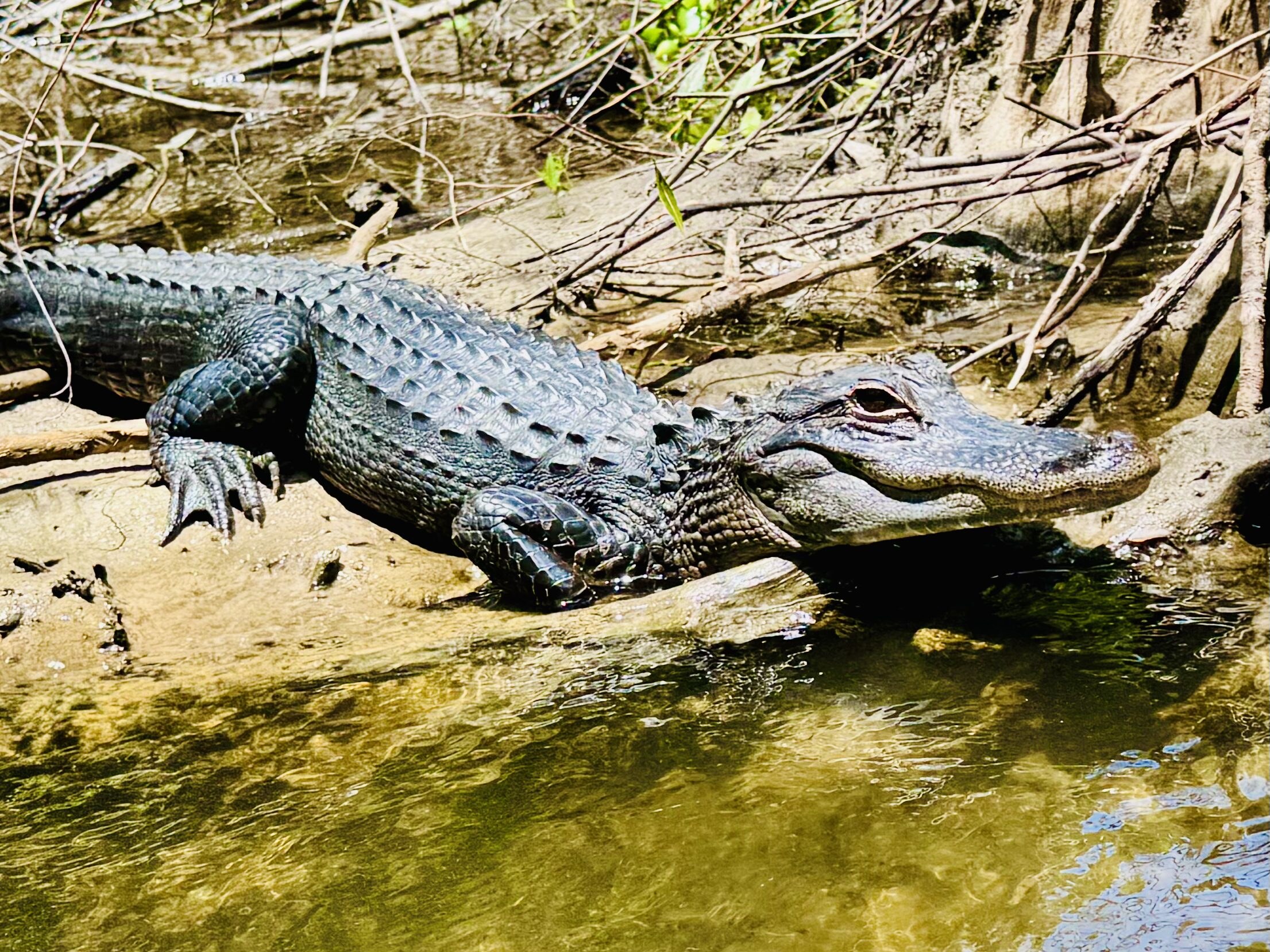 Large alligator resting on a sandy bank beside the river