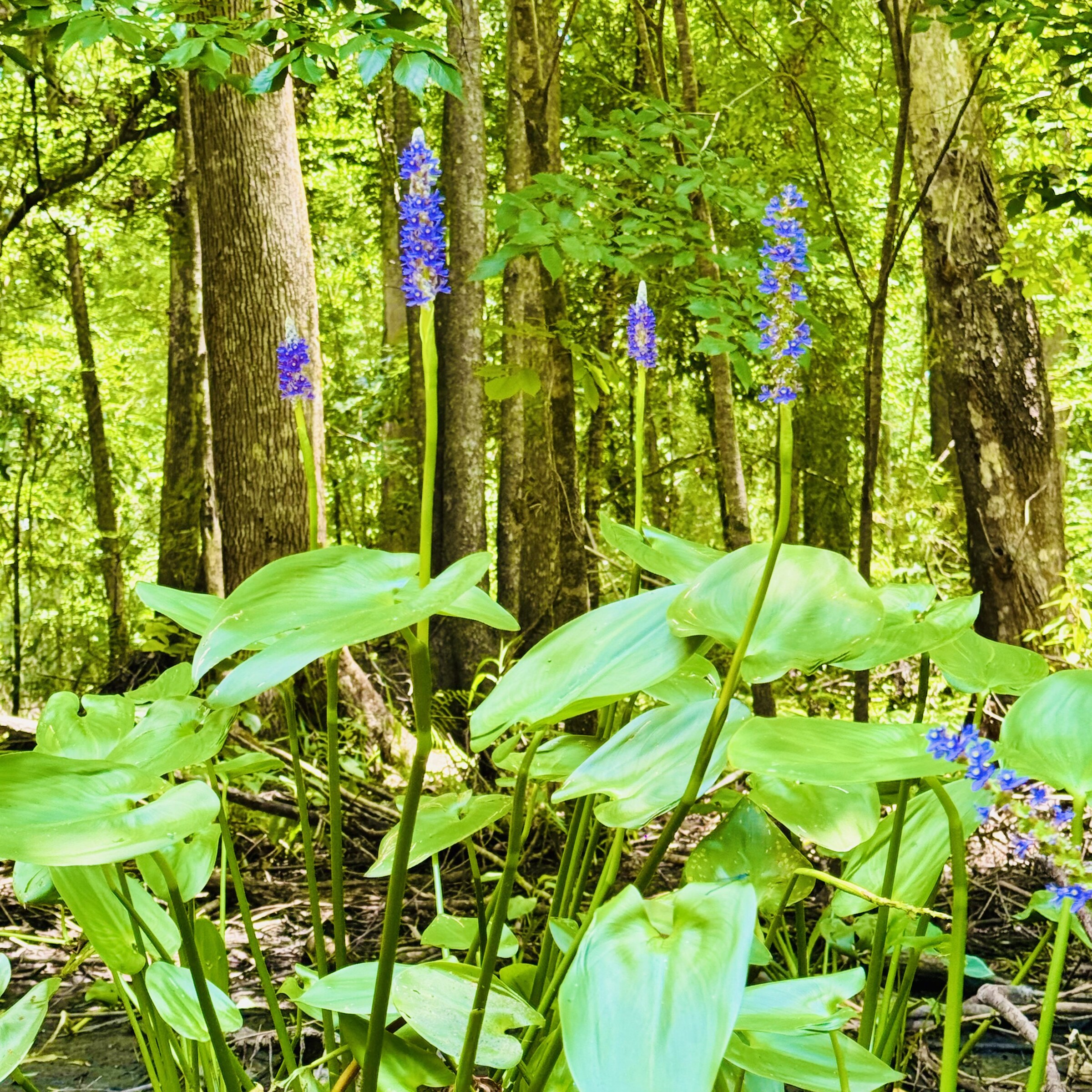 Purple wildflowers growing on the forest floor