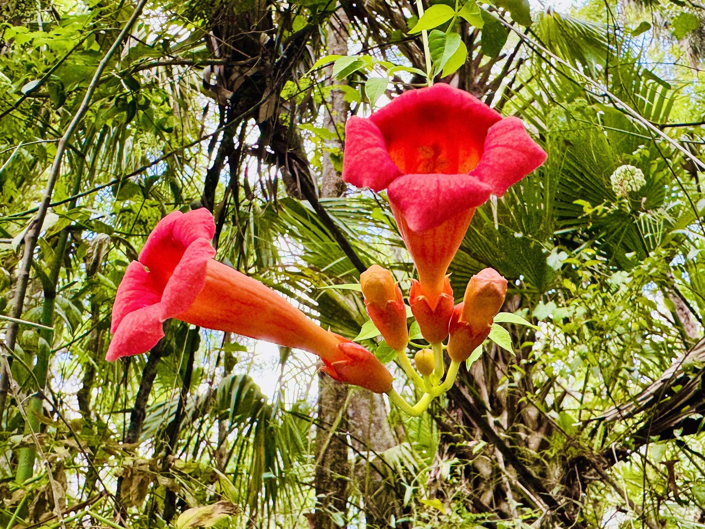 Bright red trumpet-shaped flowers among palm leaves