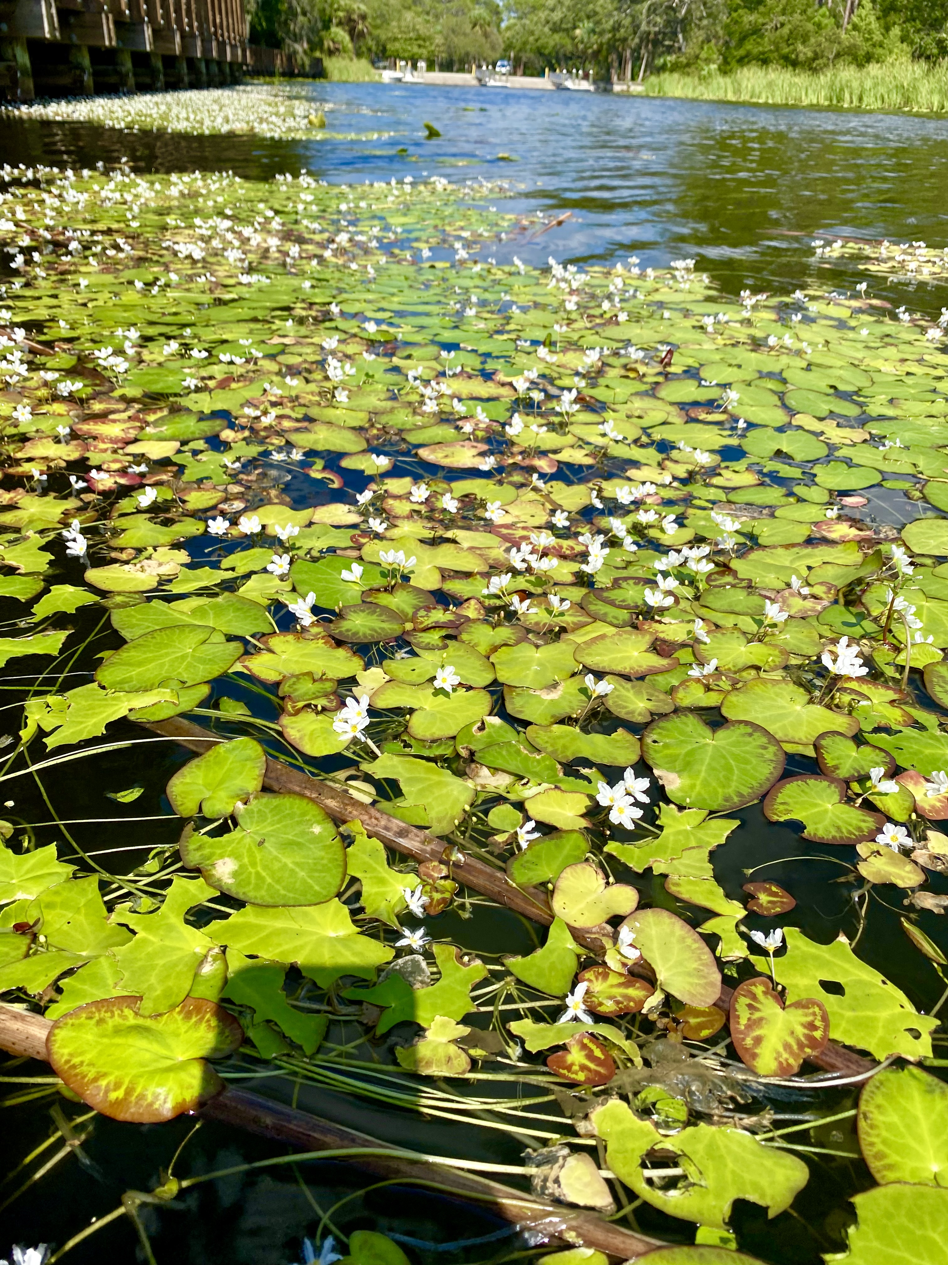 A thick bed of lily pads spreading across the calmer water near the lake shoreline.