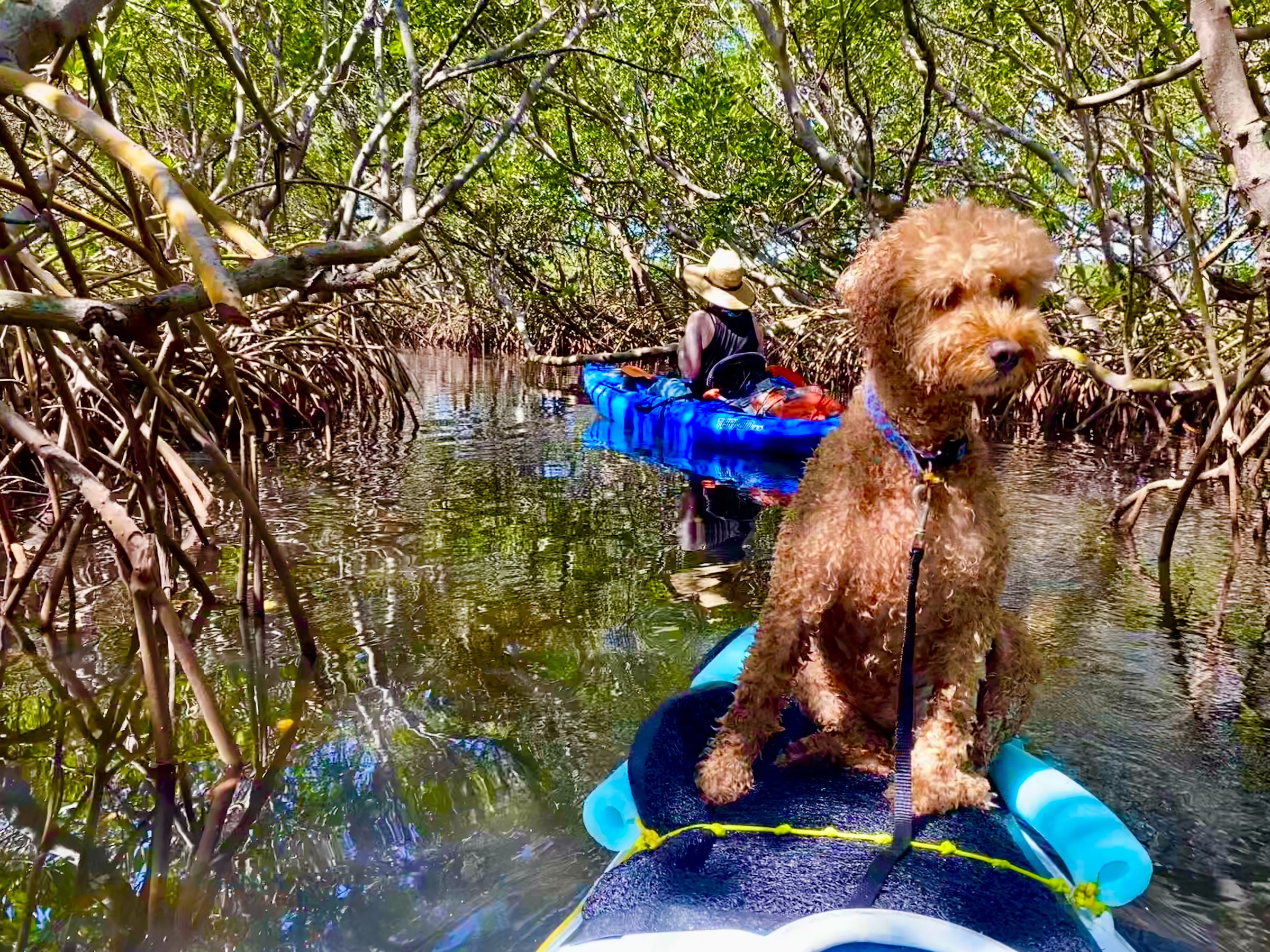 Buddyboy on the kayak beneath a canopy of mangroves.