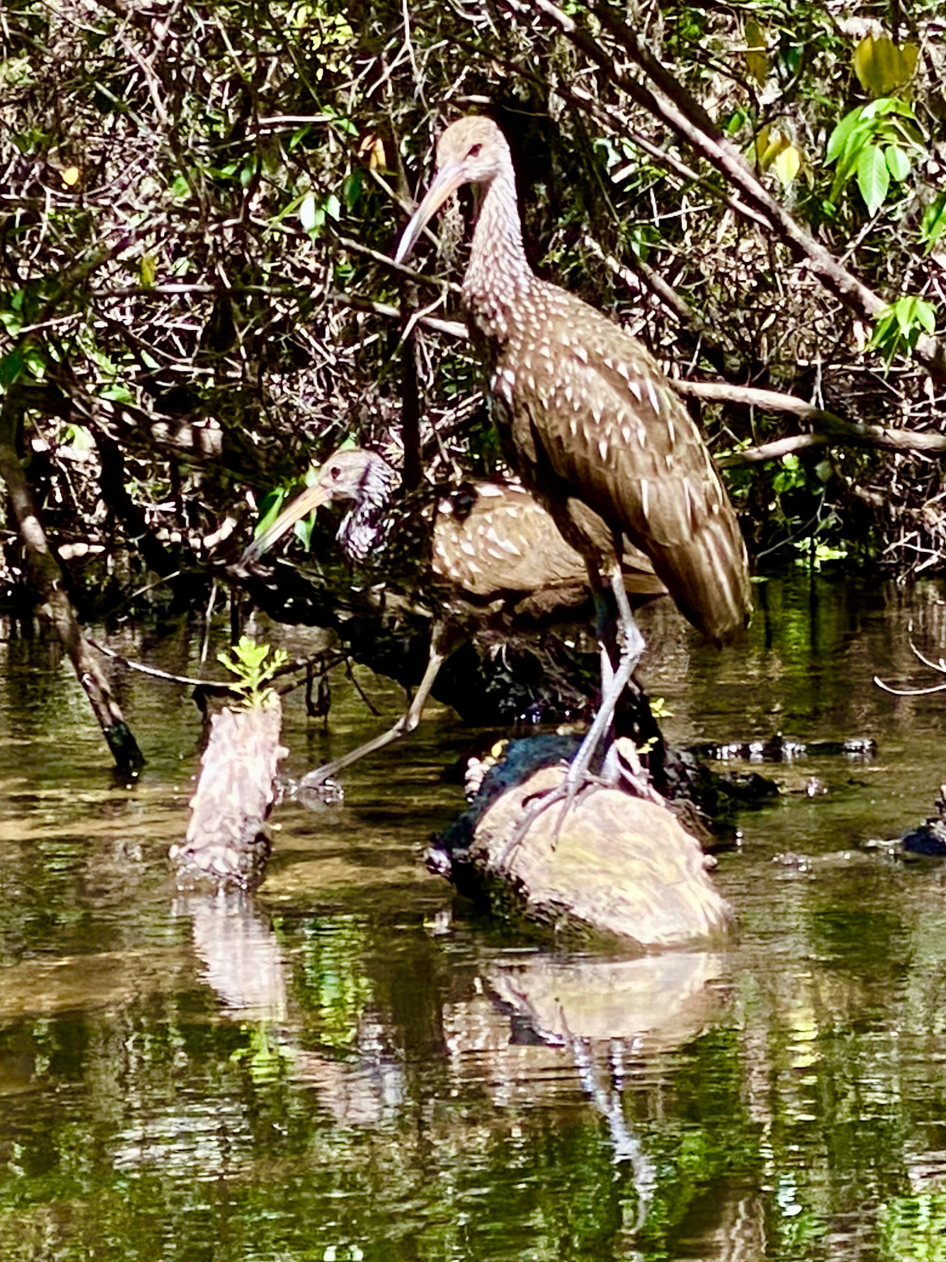 A heron perched on a fallen log beside the river
