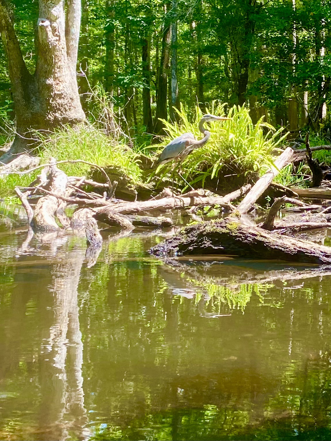 Fallen cypress limbs along the Hillsborough River