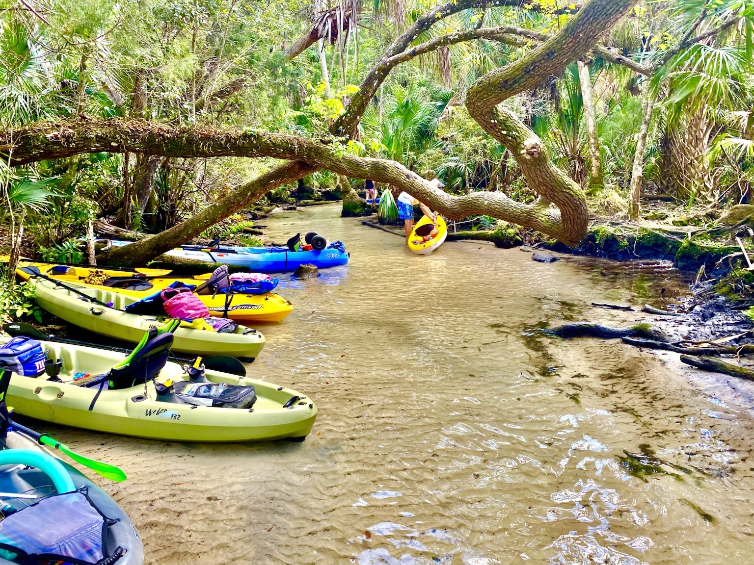 A colorful line of kayaks tucked under sprawling live oaks beside the clear water.