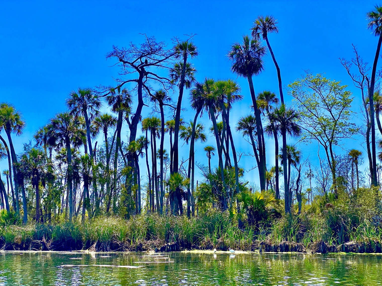 The unmistakable palm-lined skyline of the Chassahowitzka.
