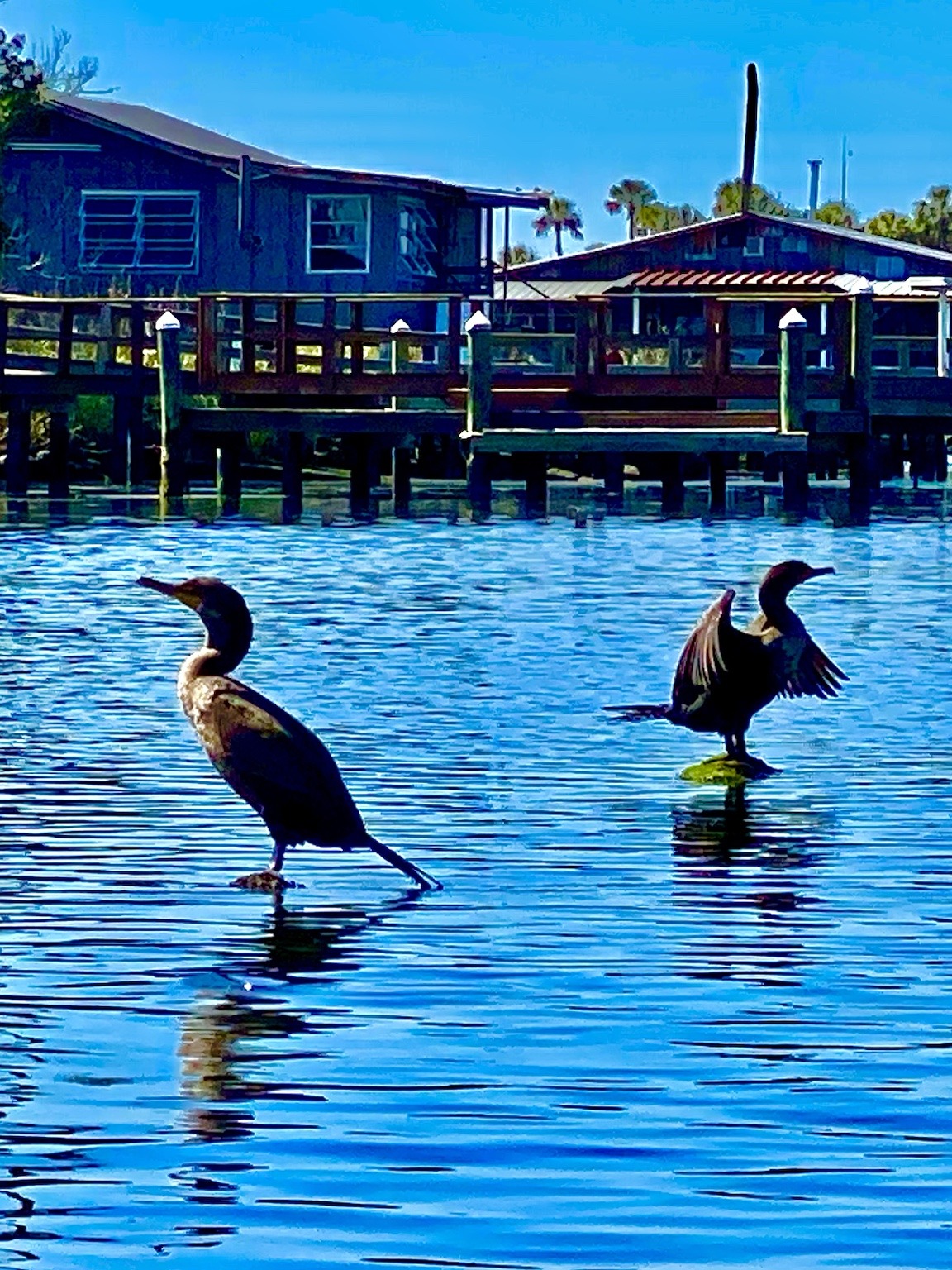 Anhingas perched along the river, another reminder of how much wildlife shares the Chaz.