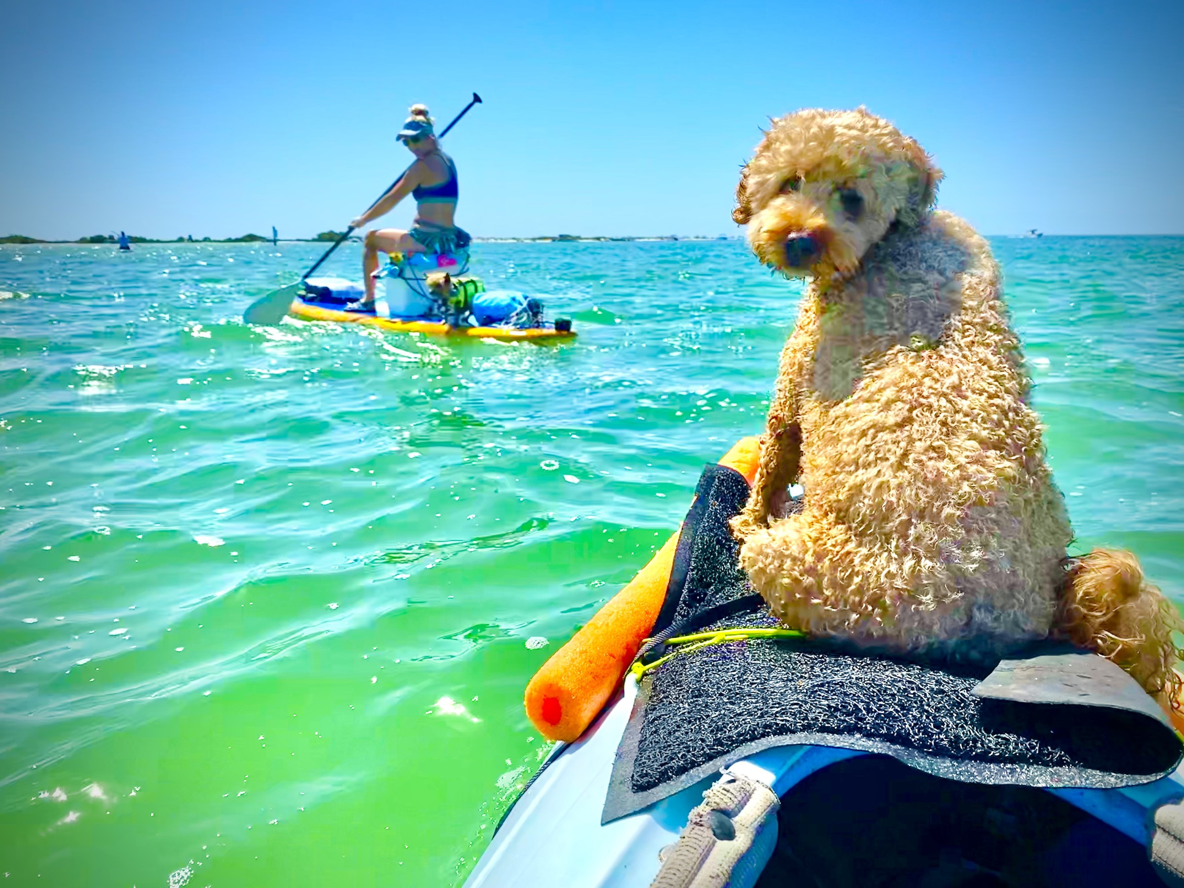 Buddyboy riding his favorite spot on the bow and keeping an eye on everything happening around him.