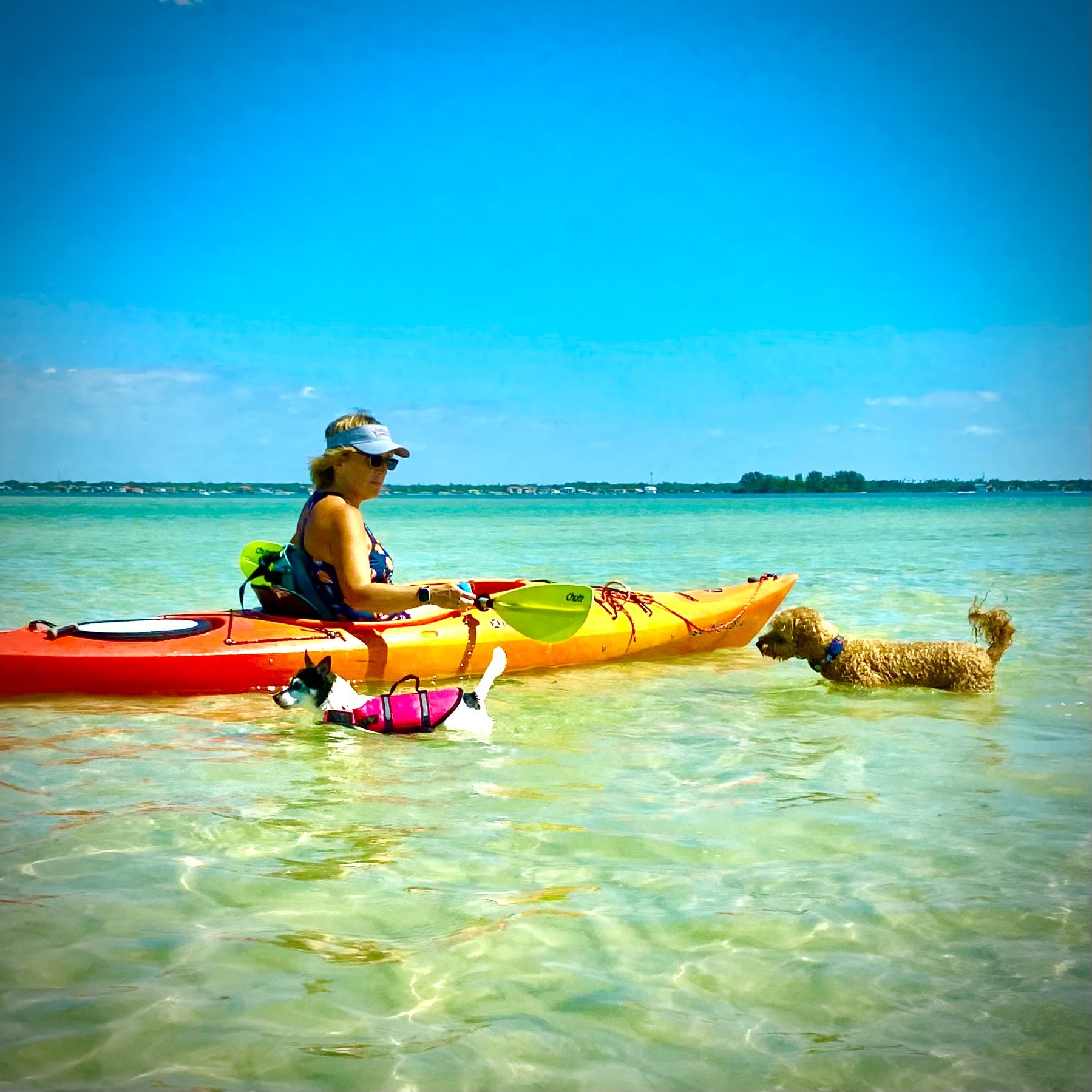 One of the dogs charging through the shallows while the kayaks and paddleboards wait nearby.