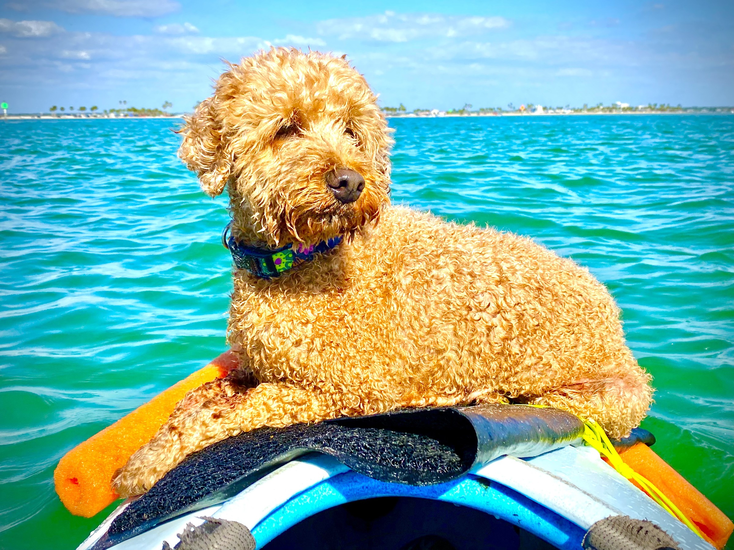 Buddyboy stretched out on the bow for the relaxed paddle home.