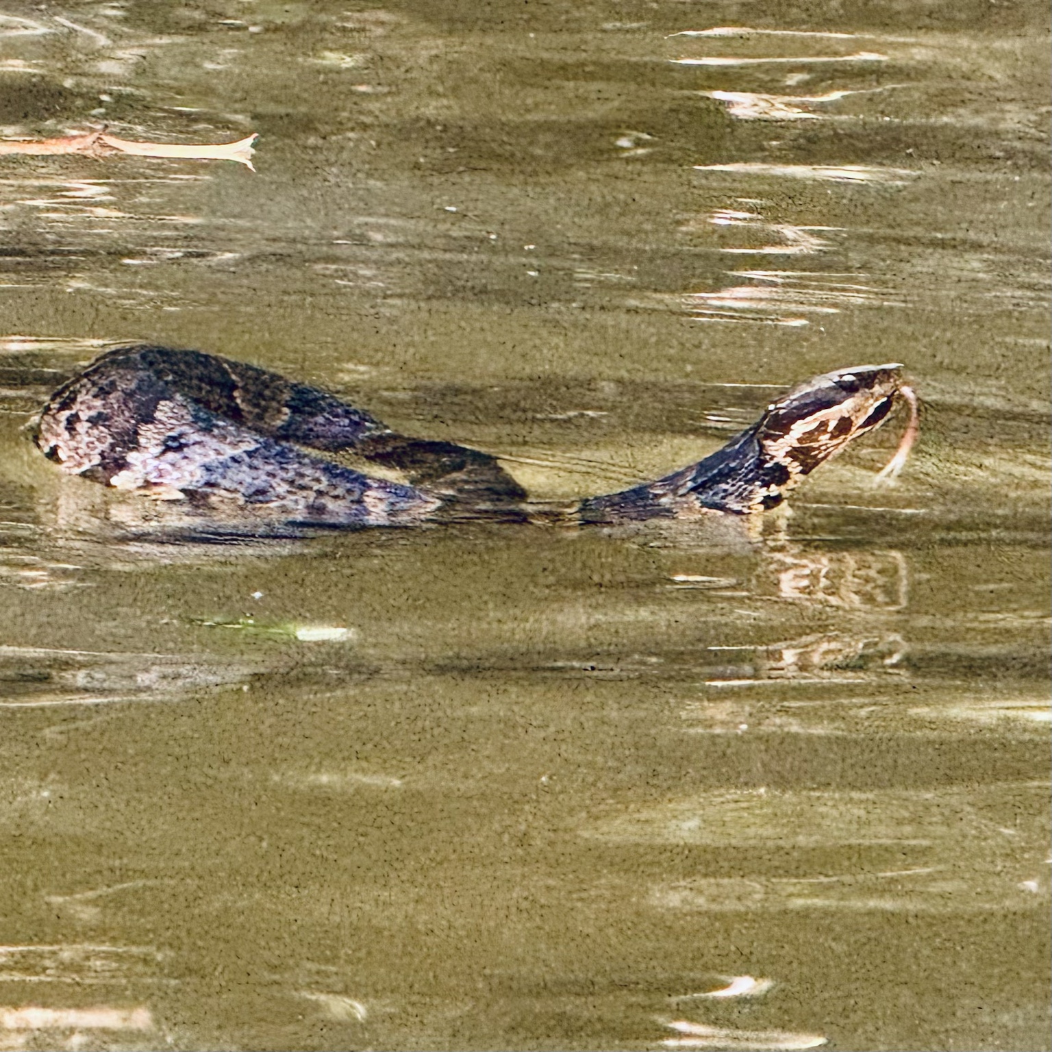 Alligator swimming in the creek