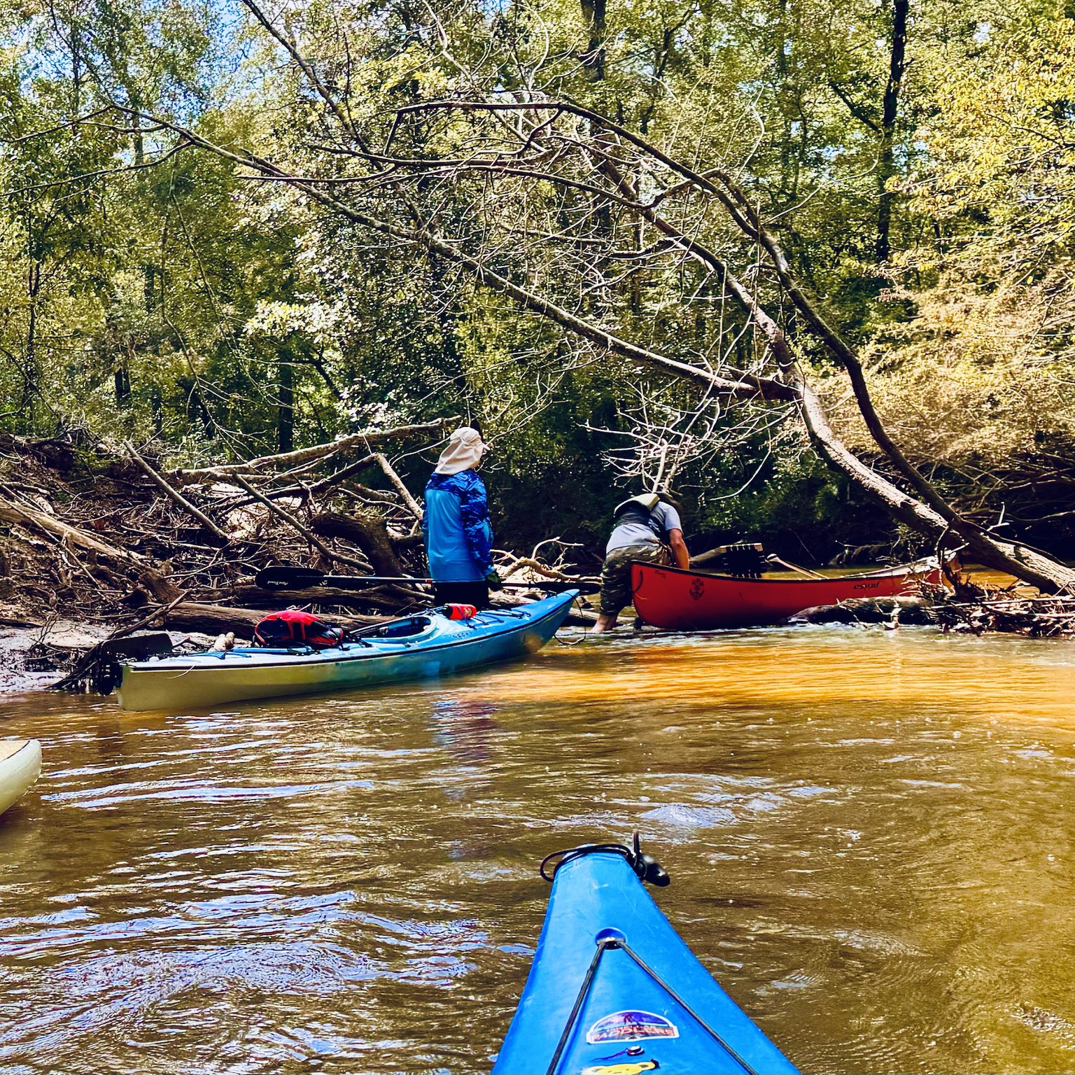 Scouting a route around a fallen tree