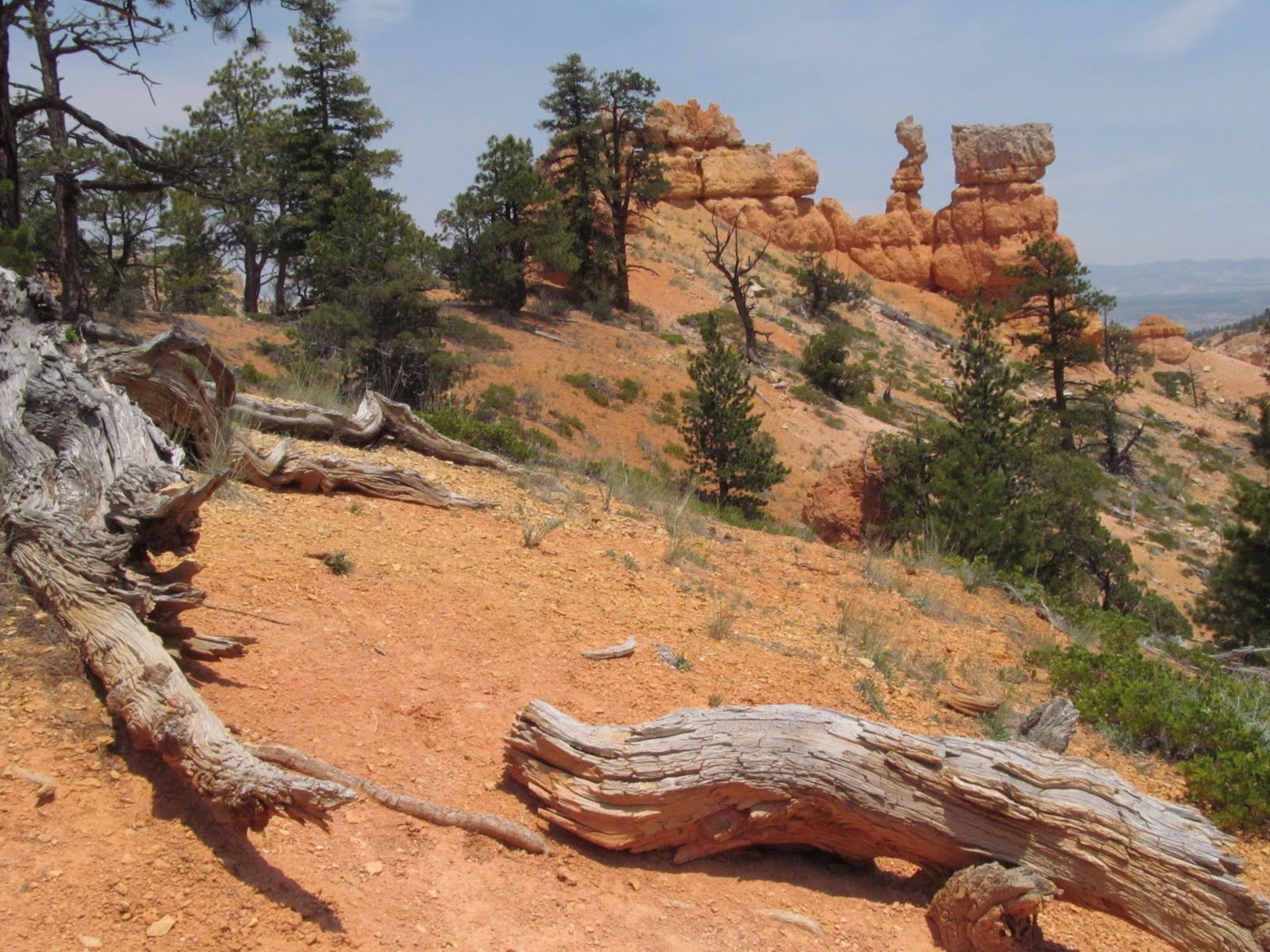 Orange hoodoos rising beyond the pine forest at Bryce Canyon.