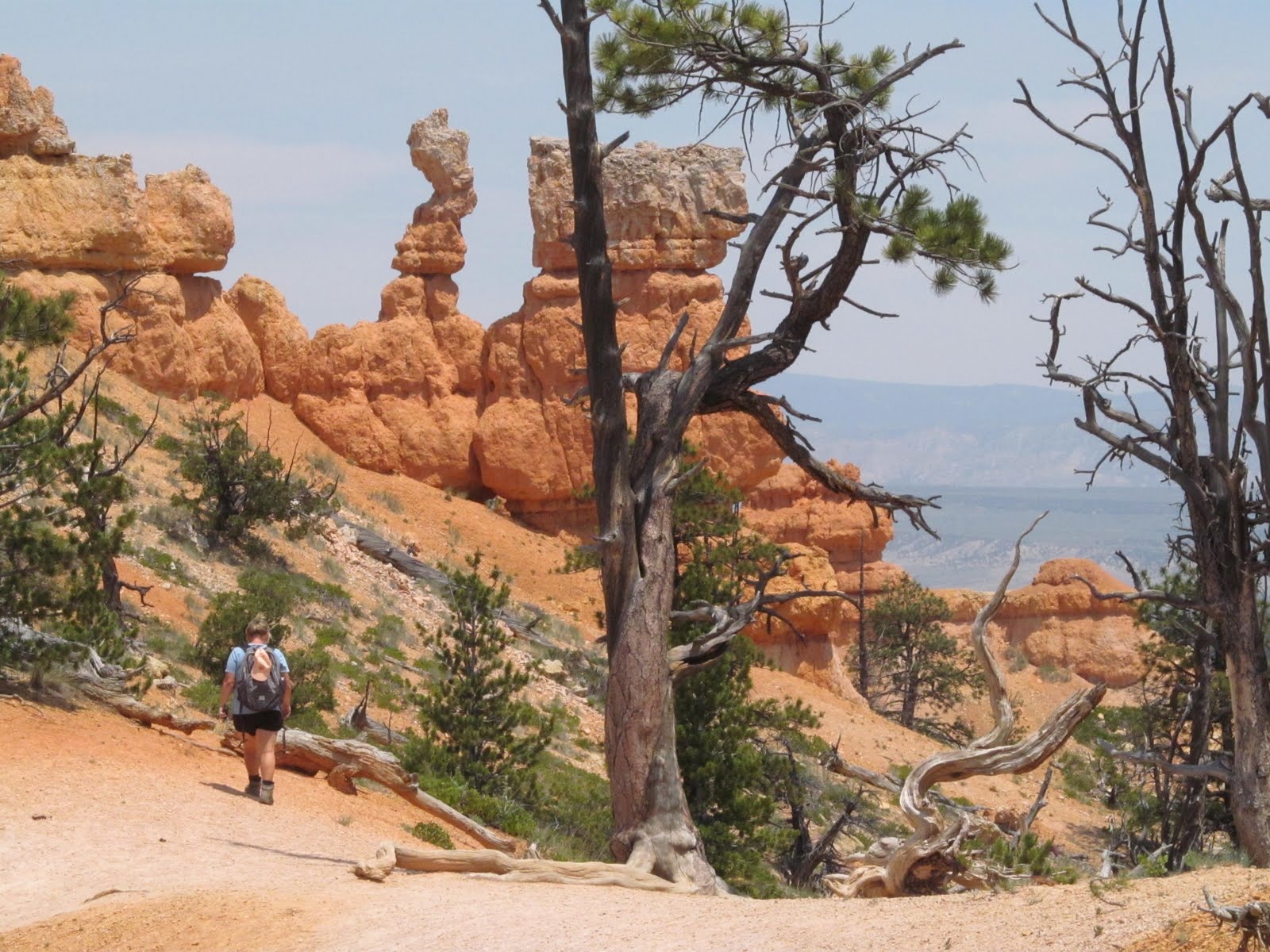 The first hoodoos appearing along a trail in Bryce Canyon National Park.