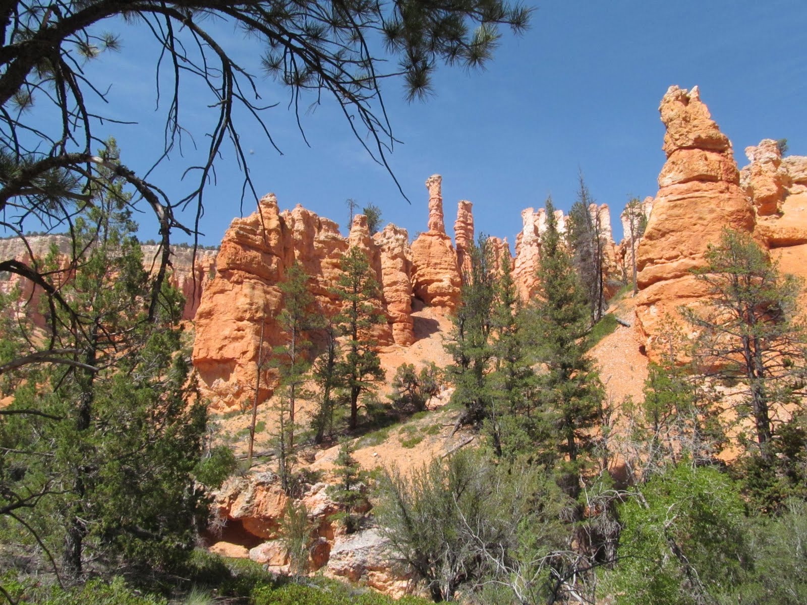 A dense forest of orange hoodoos framed by green pines.