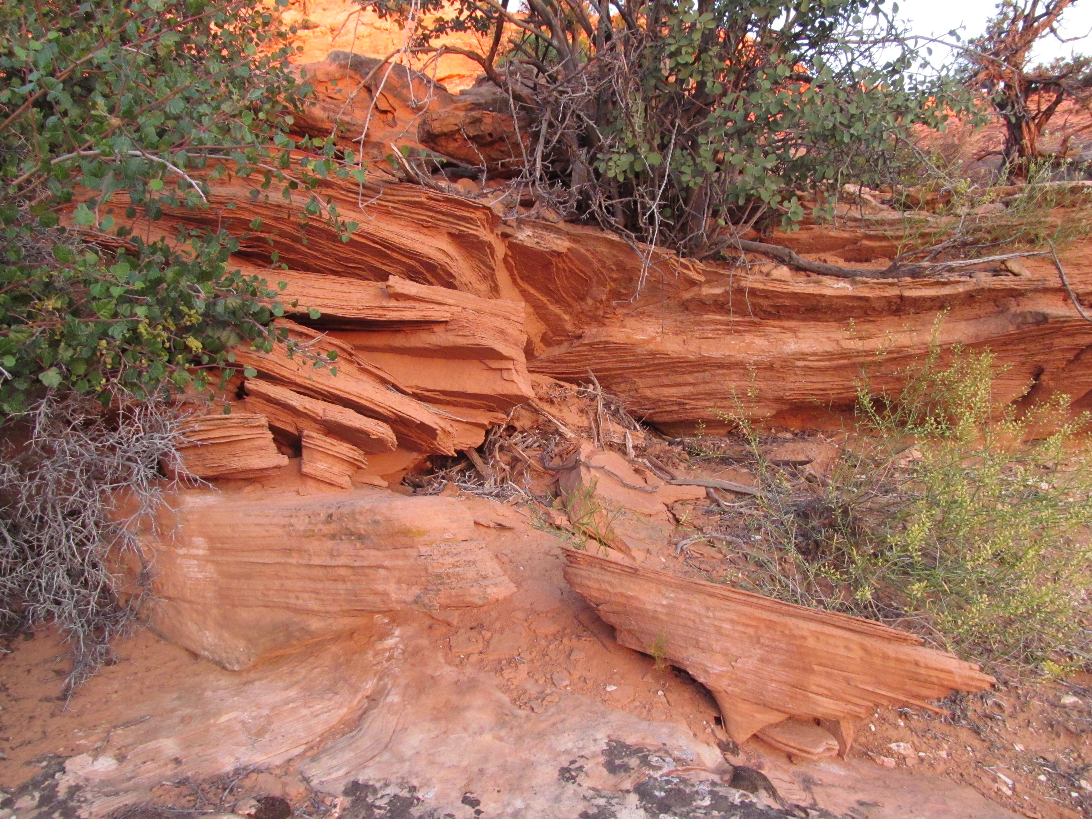 A twisted desert juniper growing from layered red sandstone.