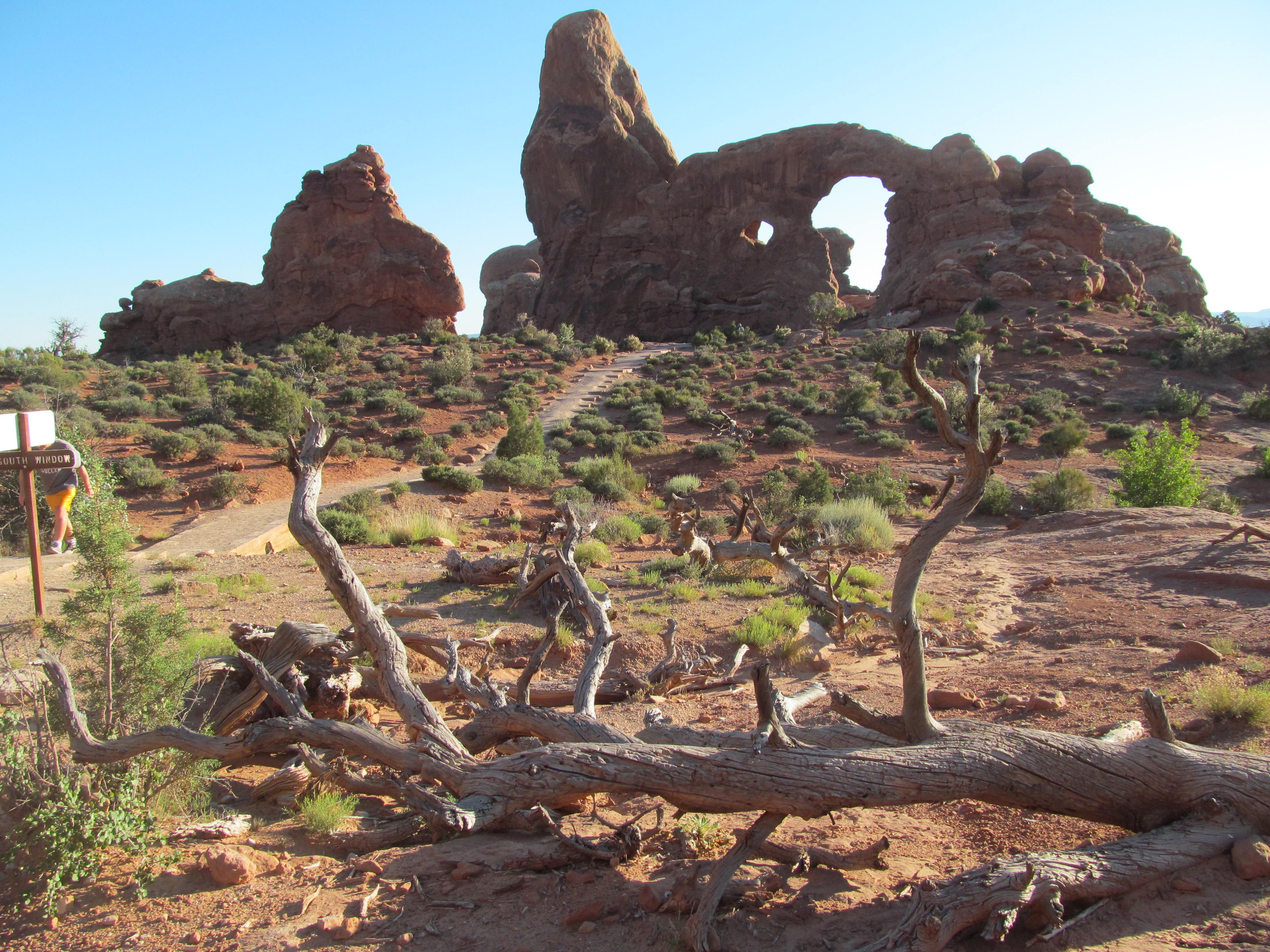 Juniper trees and sandstone towers along the Windows Trail.