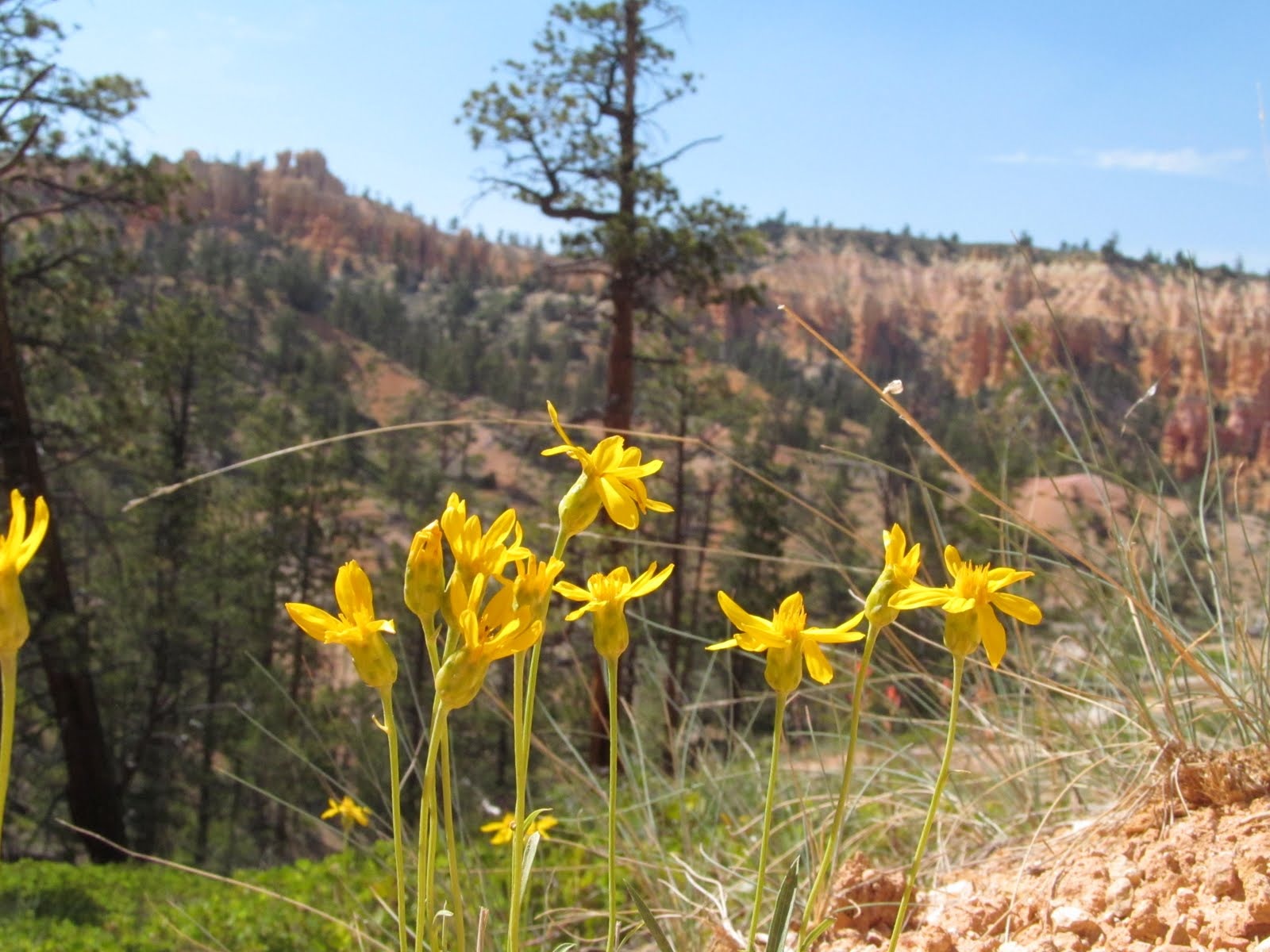 Yellow wildflowers blooming above the colorful Bryce Canyon landscape.