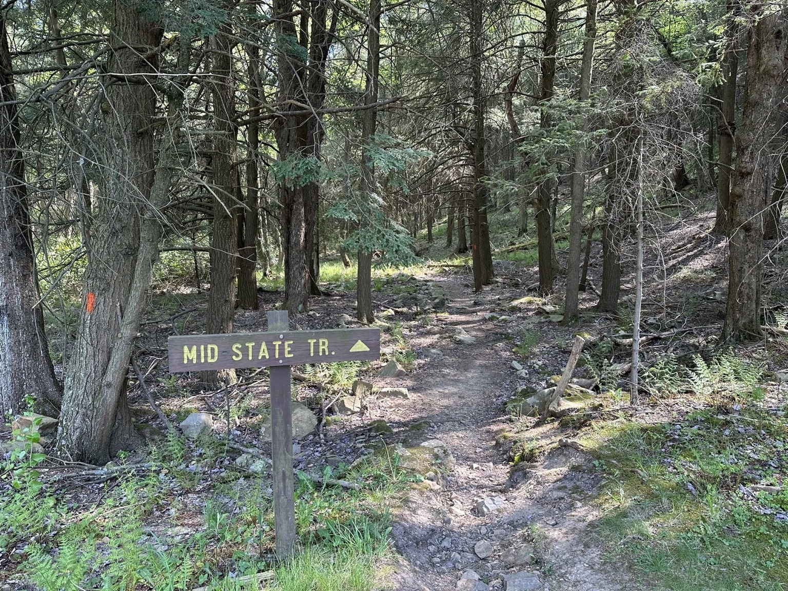 Wooden Mid State Trail sign pointing into the forest