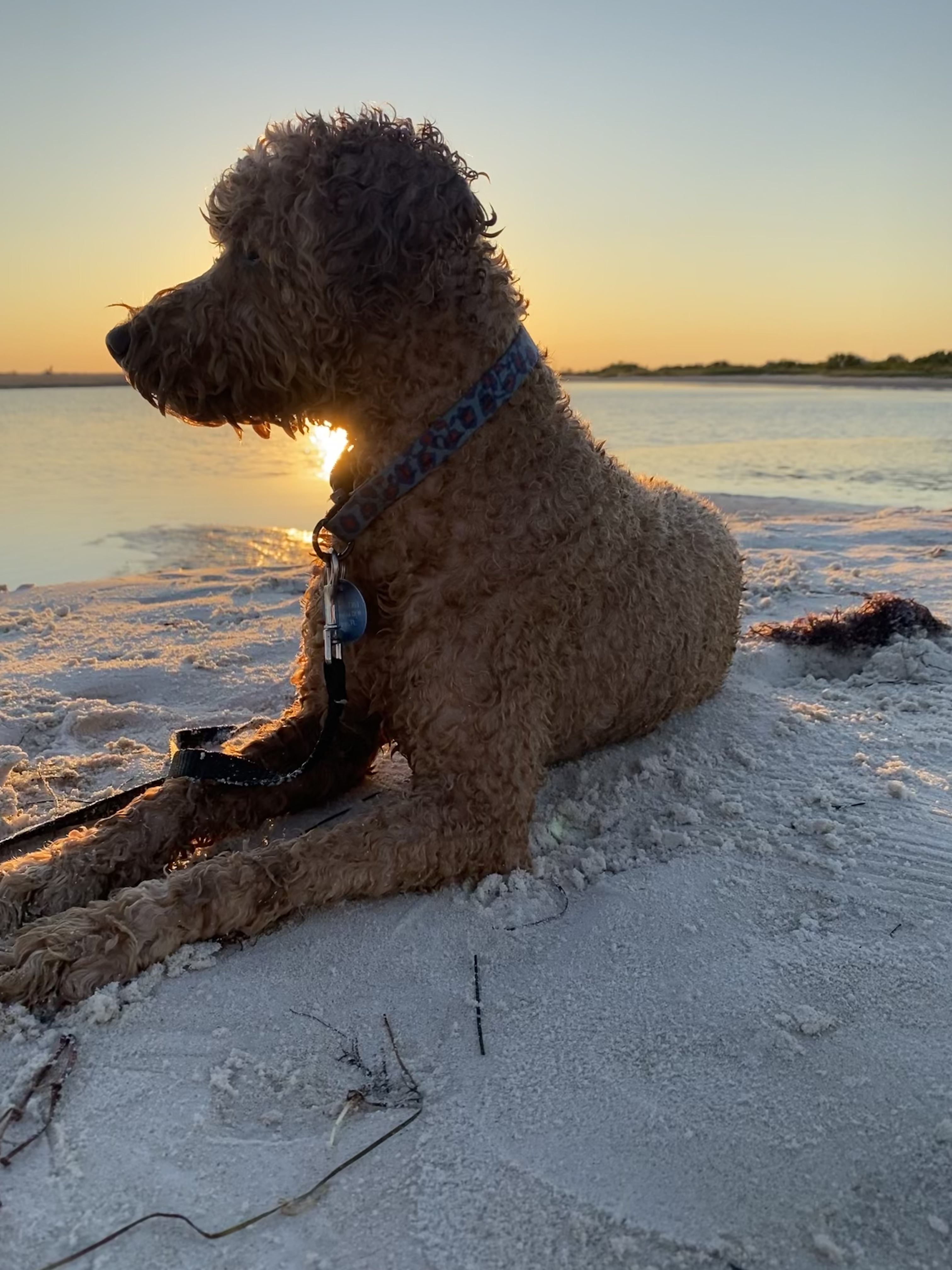One tired and contented dog enjoys the soft evening light after a perfect day outside.