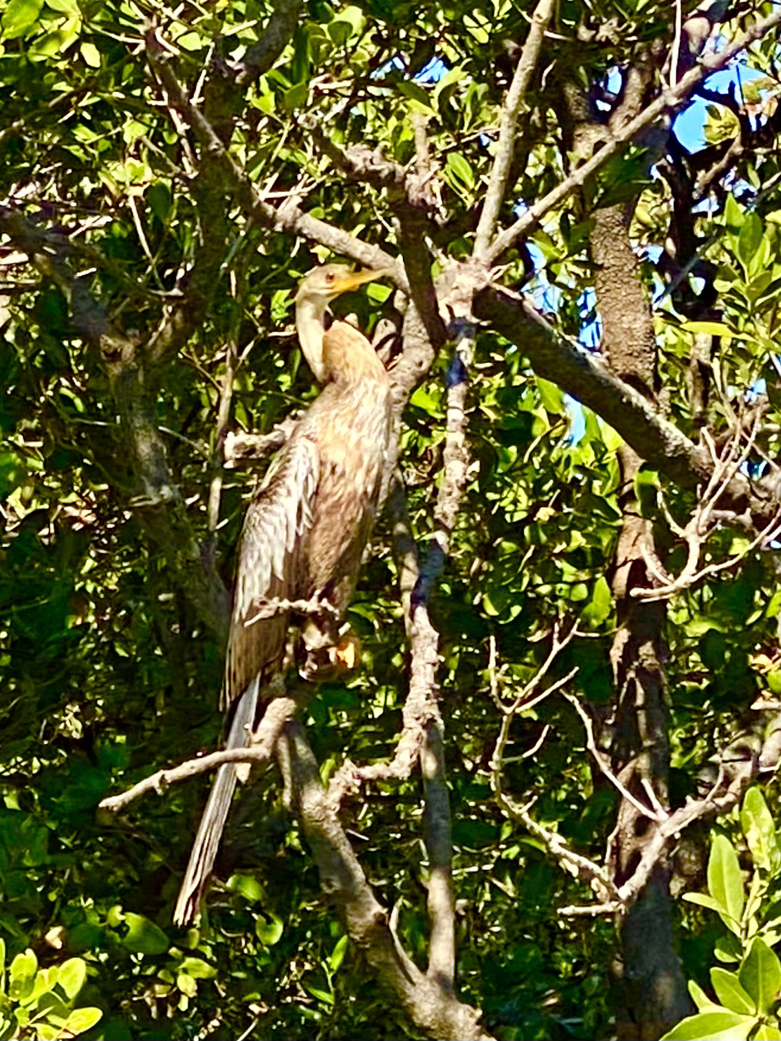 A great blue heron watches quietly from the dense shoreline vegetation.