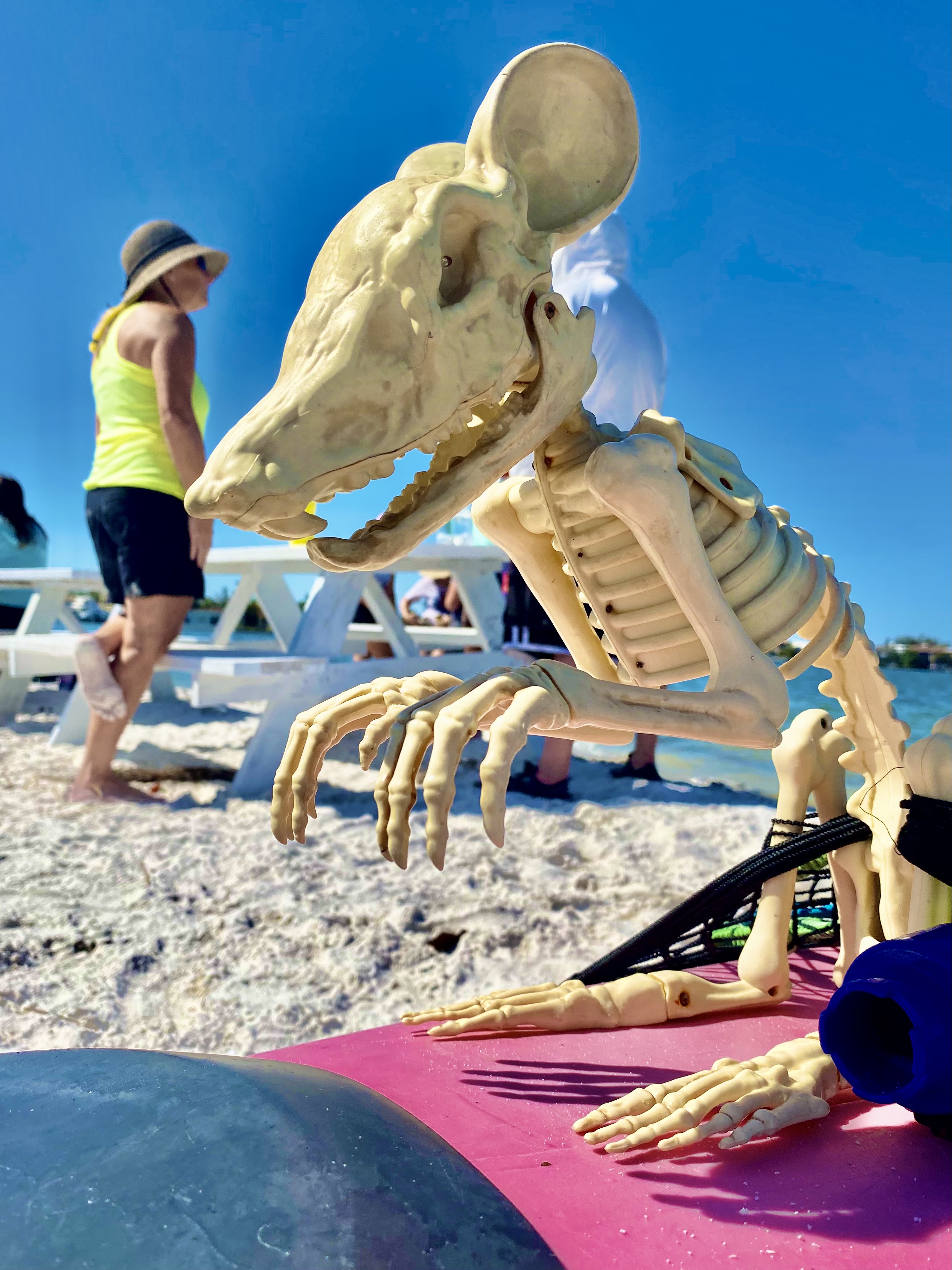 The day’s bony passenger keeps watch over the beach and the boats.