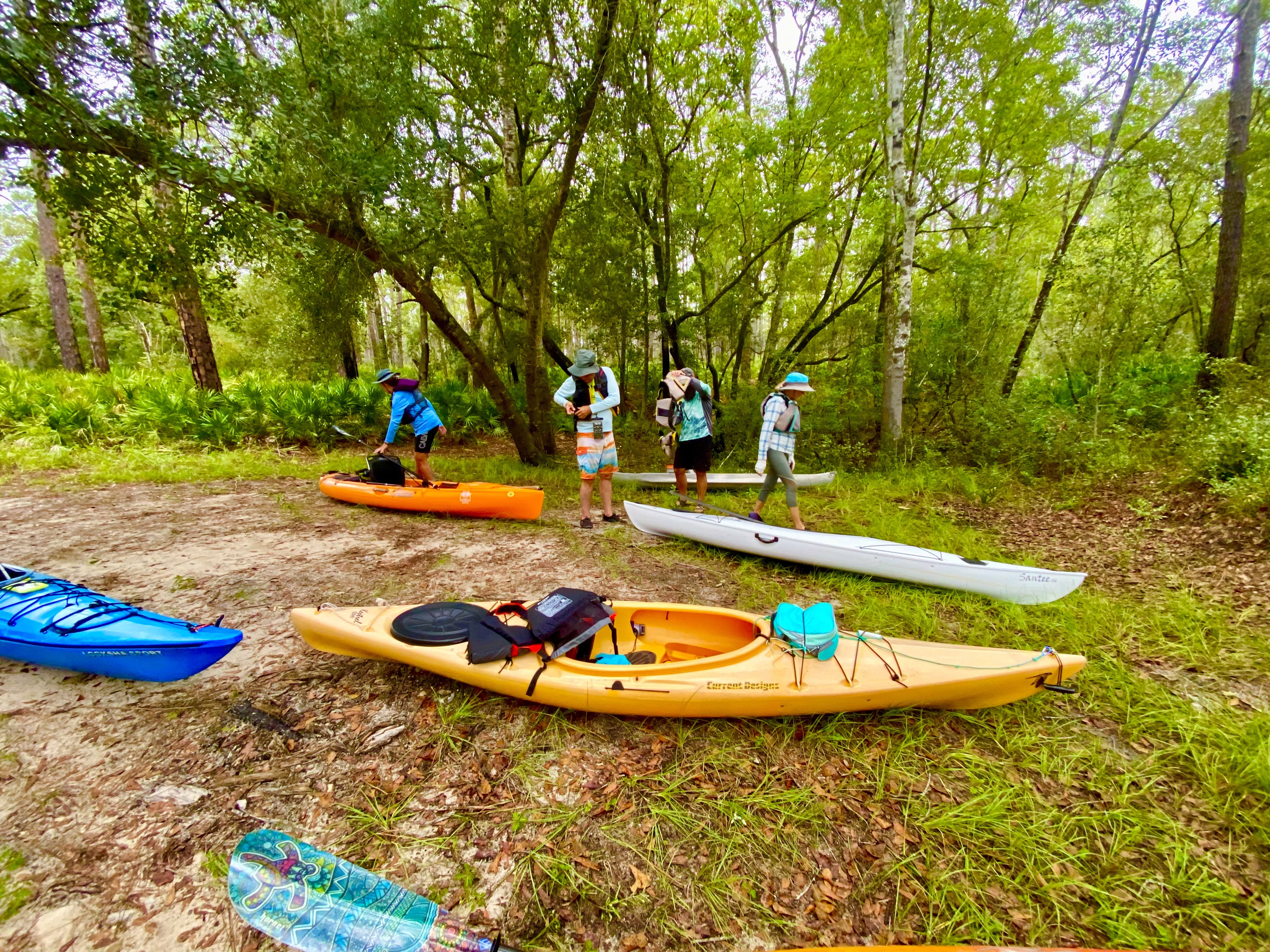 Forest canopy blurred by movement on the Sopchoppy River trip
