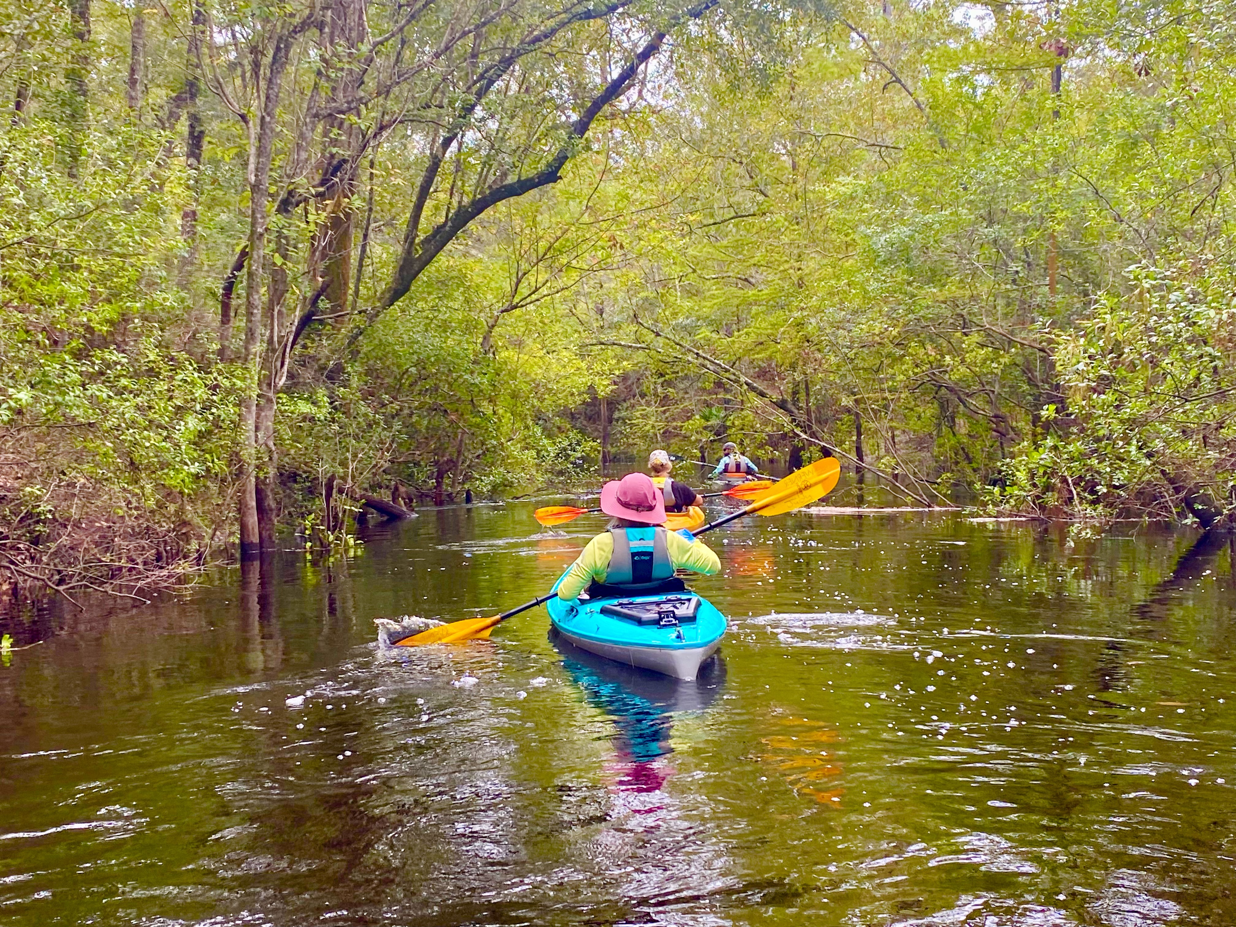 Wooded riverbank along the Sopchoppy River