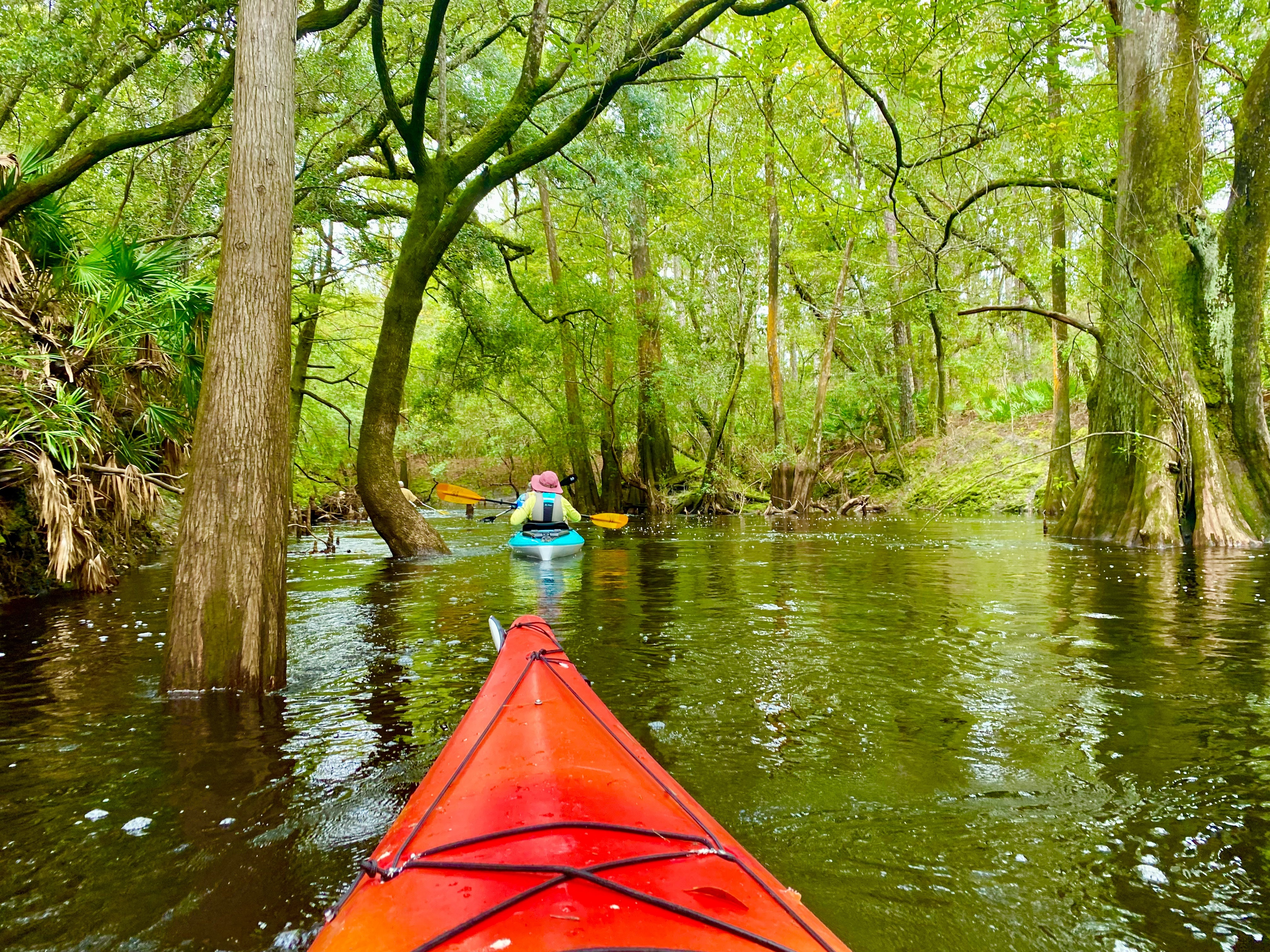 Arching branches forming a canopy above the Sopchoppy River corridor