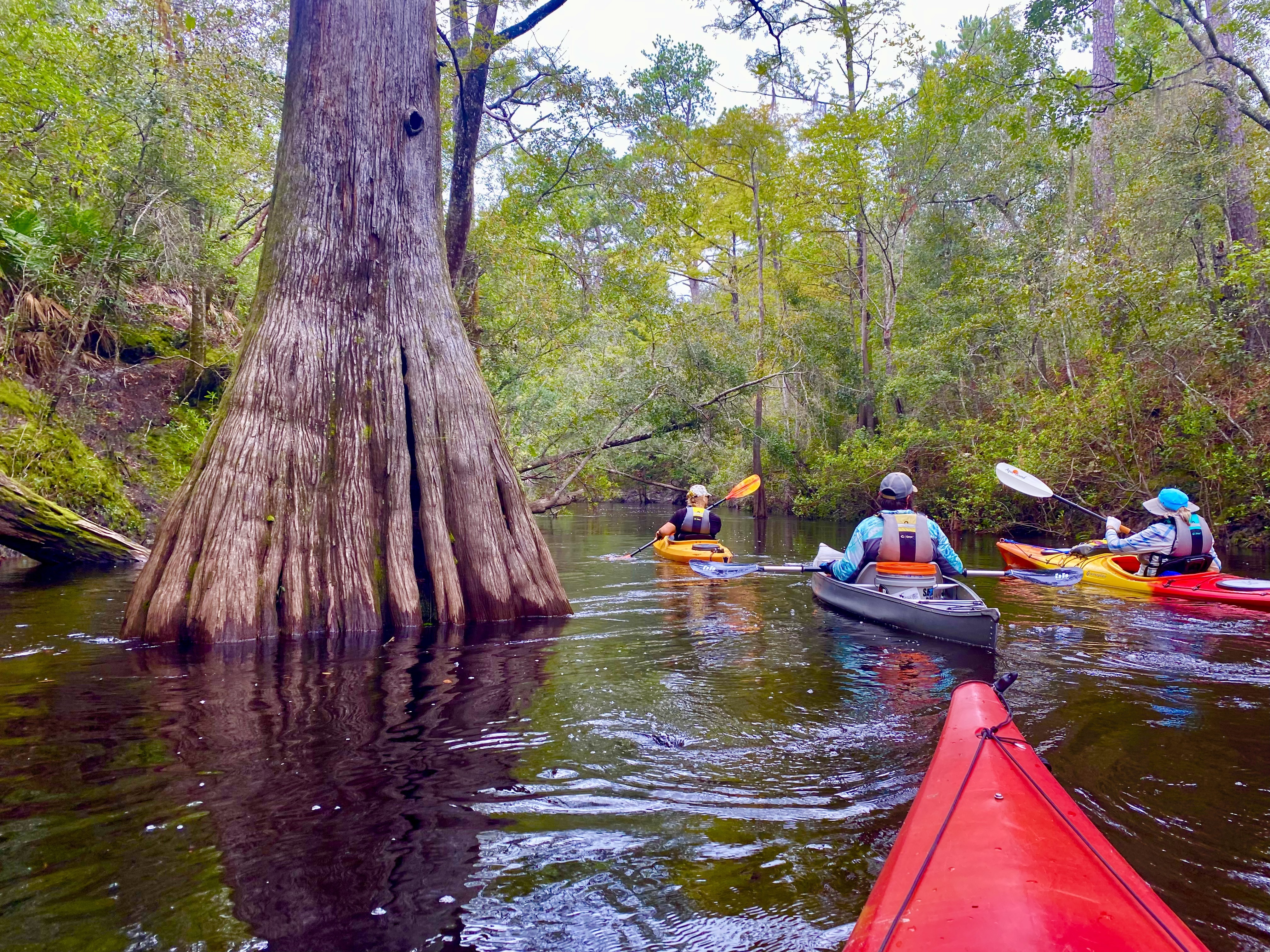 Leafy canopy above the Sopchoppy River