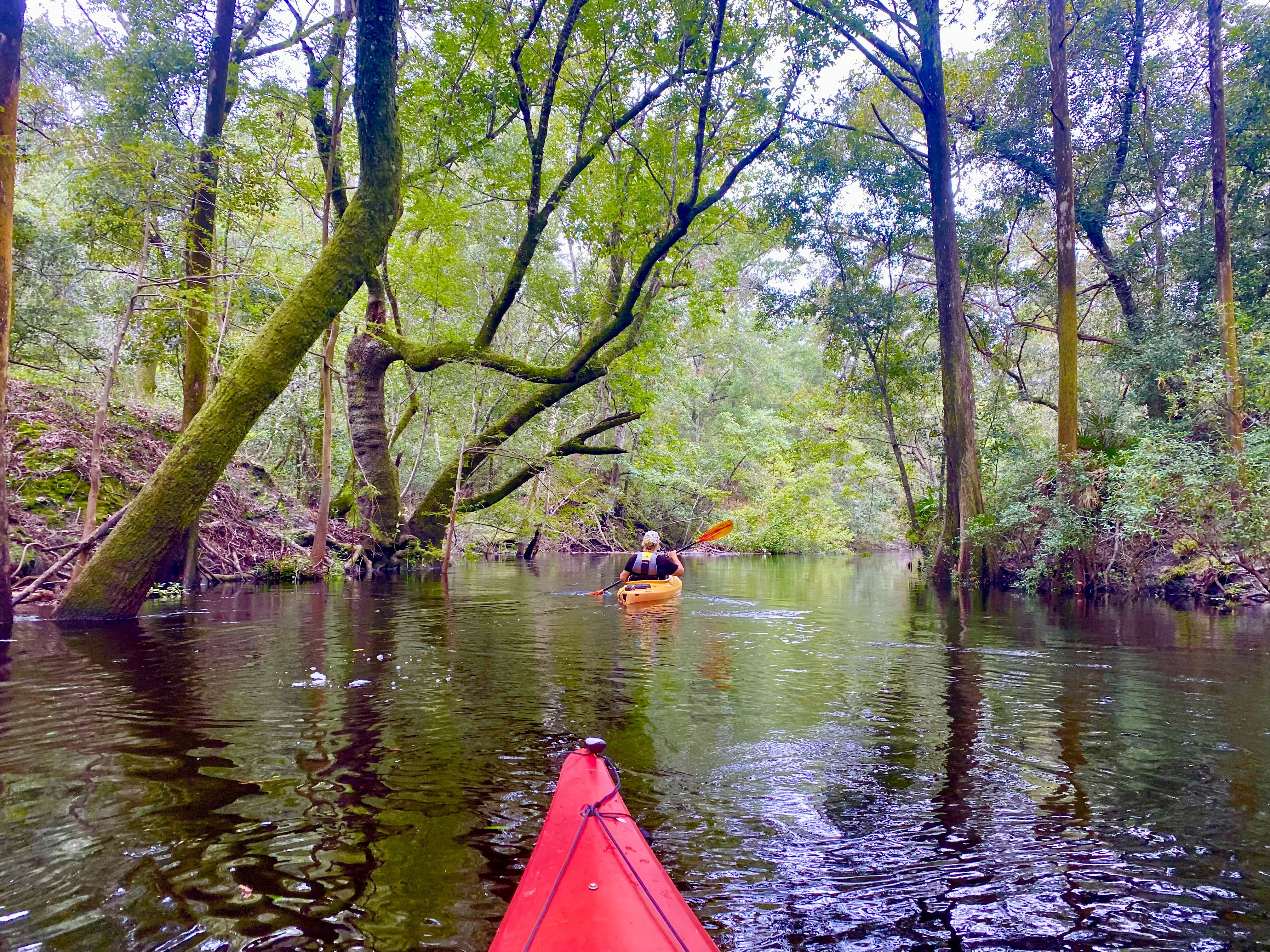 Tall tree rising above the Sopchoppy River forest