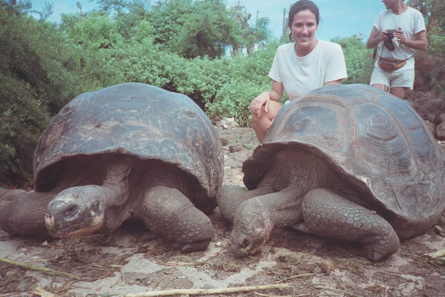 Tortoises in the Galápagos